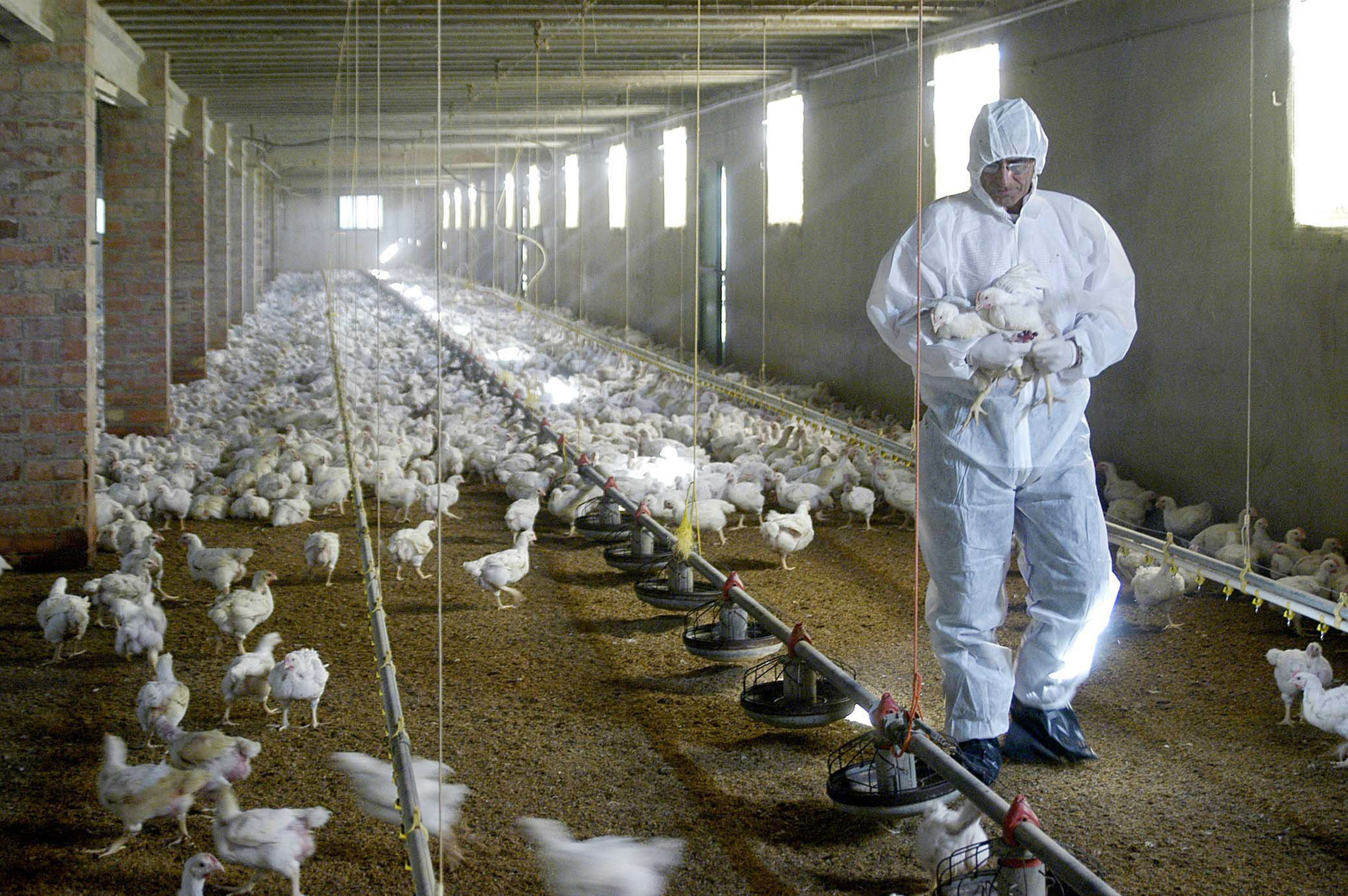 Un veterinario coge unos pollos para tomarles unas muestras de sangre en una granja de Torrente de Cinca (Huesca) para su posterior anlisis en el Laboratorio de Reus (Tarragona), dentro de los controles habituales que se realizan.