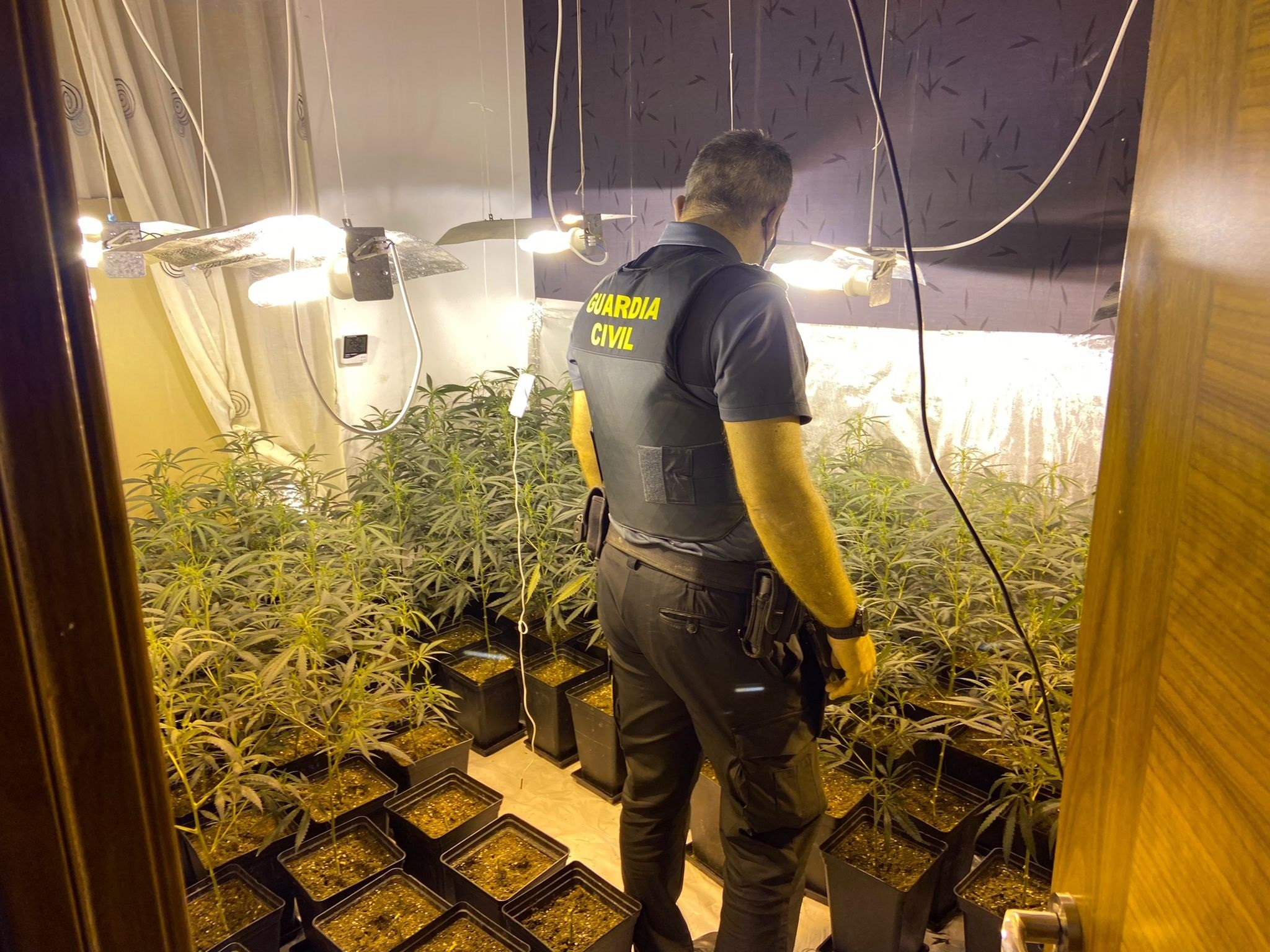 Un agente de la Guardia Civil inspecciona una plantacin de marihuana 'indoor' descubierta en Granada.