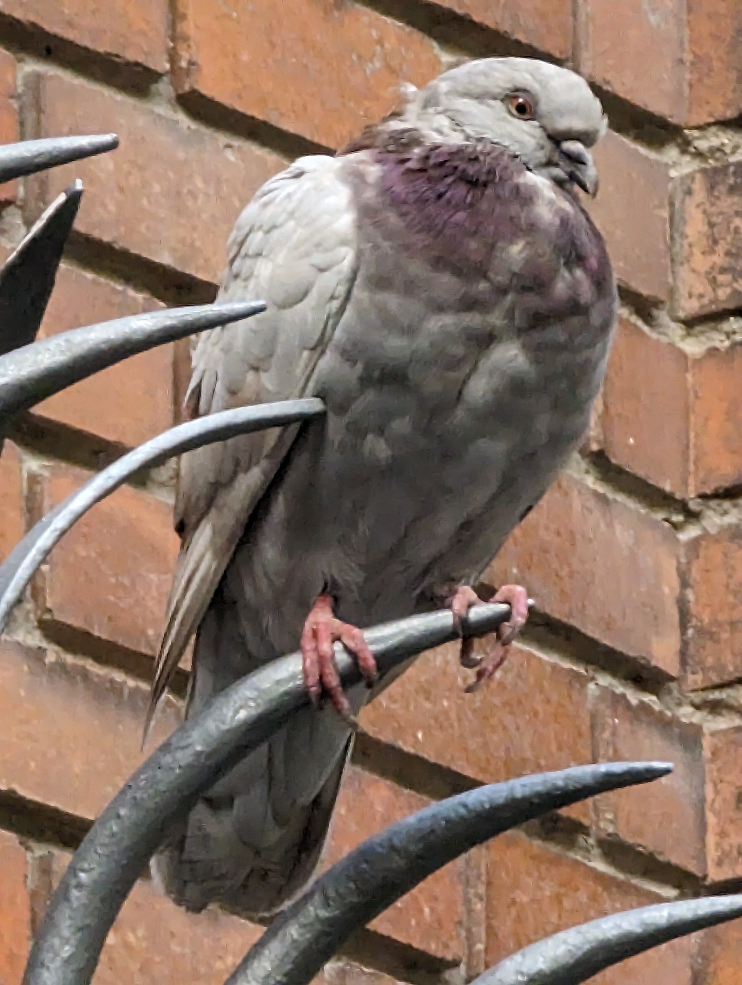 Una paloma fotografiada utilizando el zoom x30