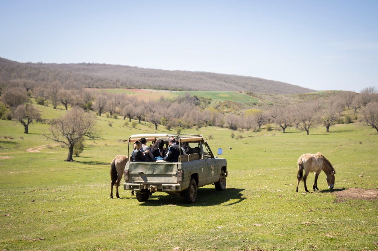 Safari por tierras de Burgos.