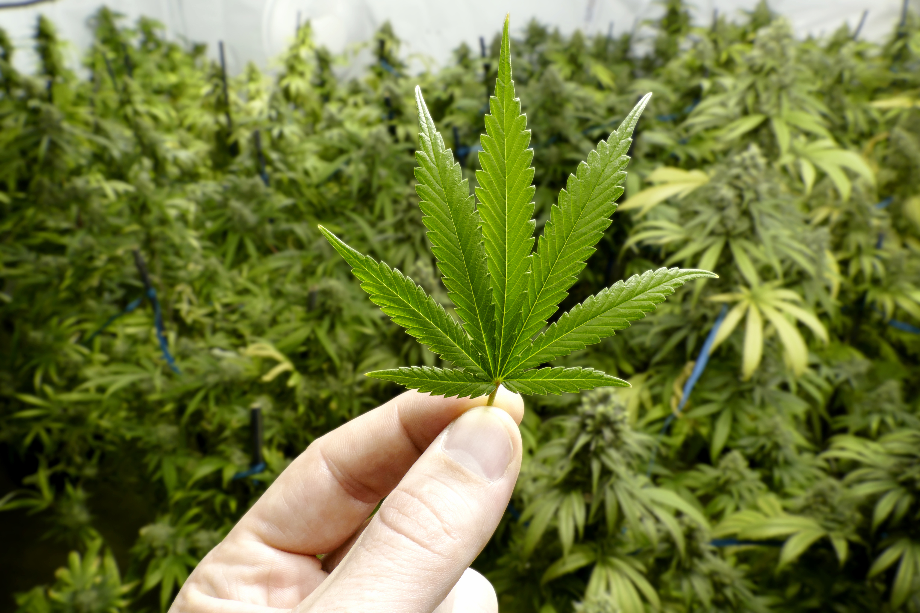 Una mano sujetando pequeñas hojas de marihuana, con plantas de cannabis en segundo plano.