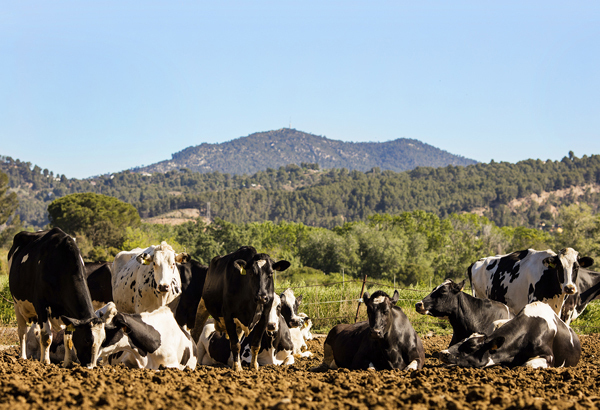 Un grupo de vacas en una imagen de archivo.