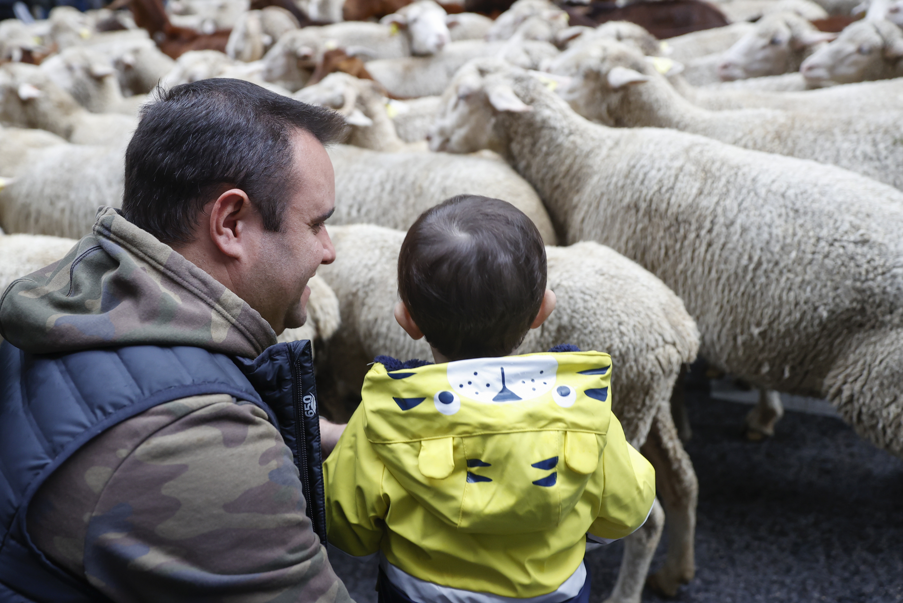 Un nio observa el rebao de ovejas junto a su padre.