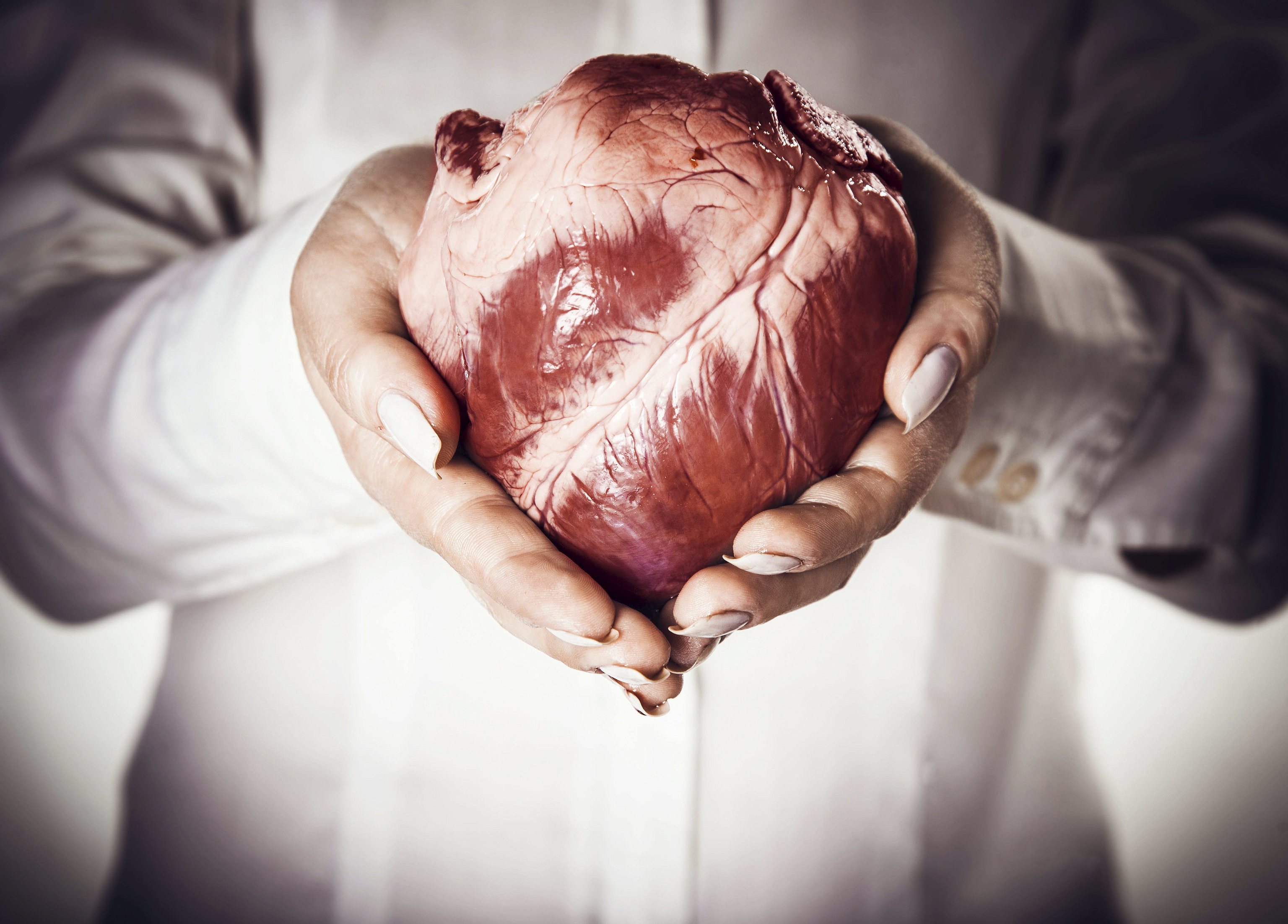Un corazn humano en las manos.