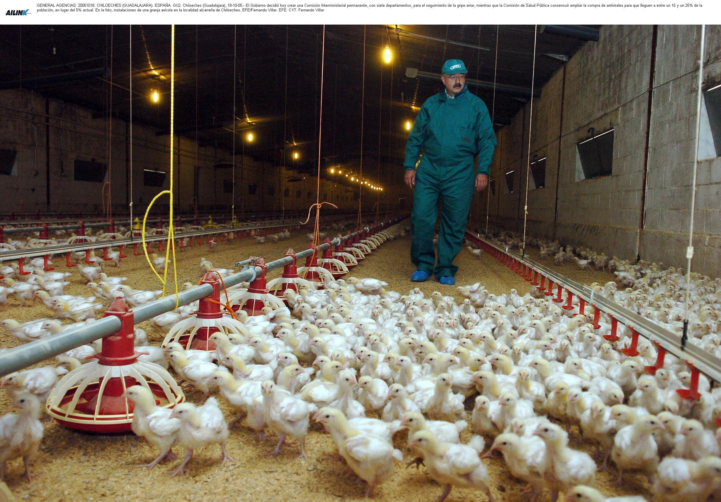 Imagen de una granja avícola de una localidad alcarreña.