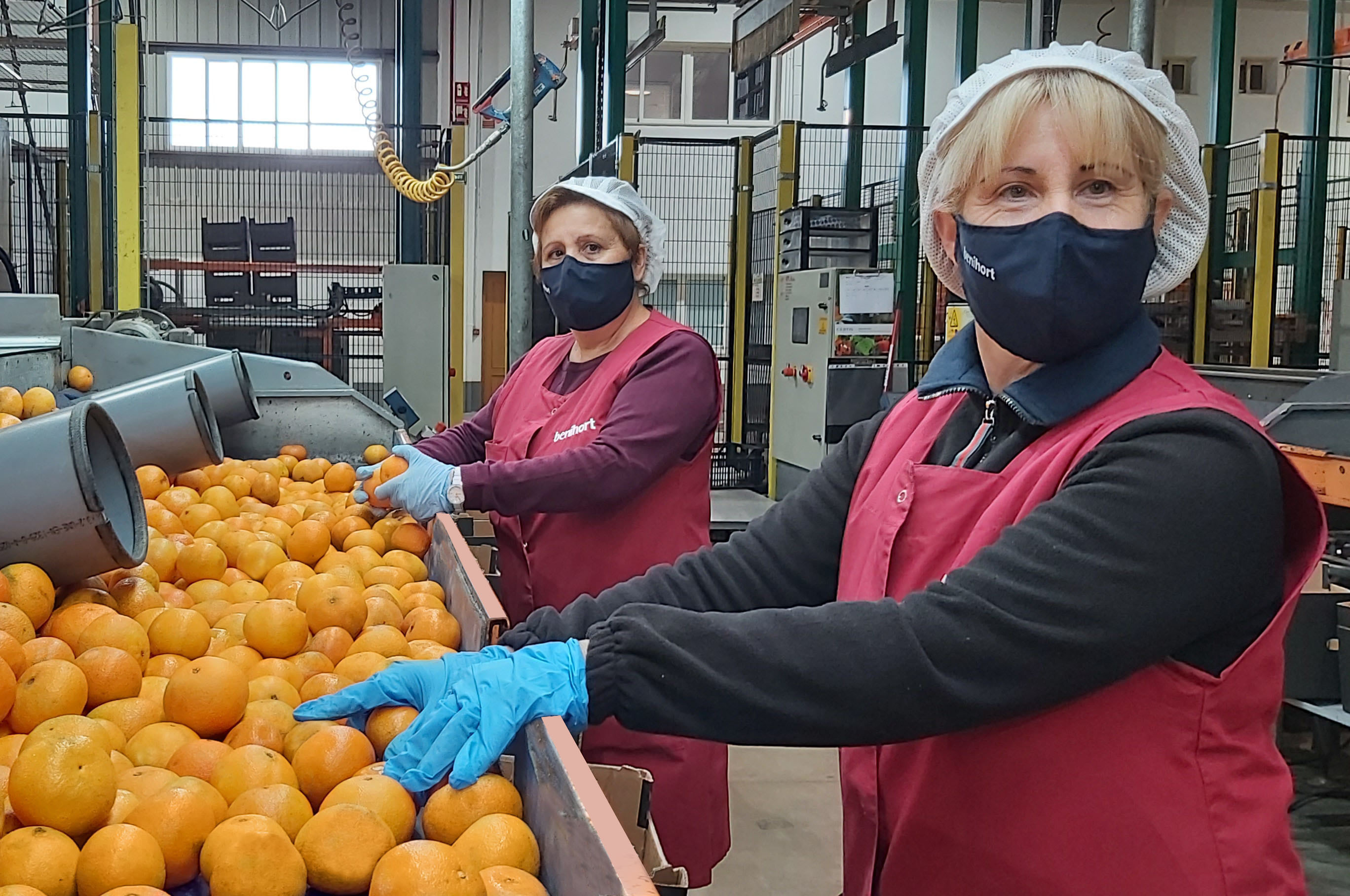 Dos trabajadoras de un almacn de naranjas en la provincia de Castelln.