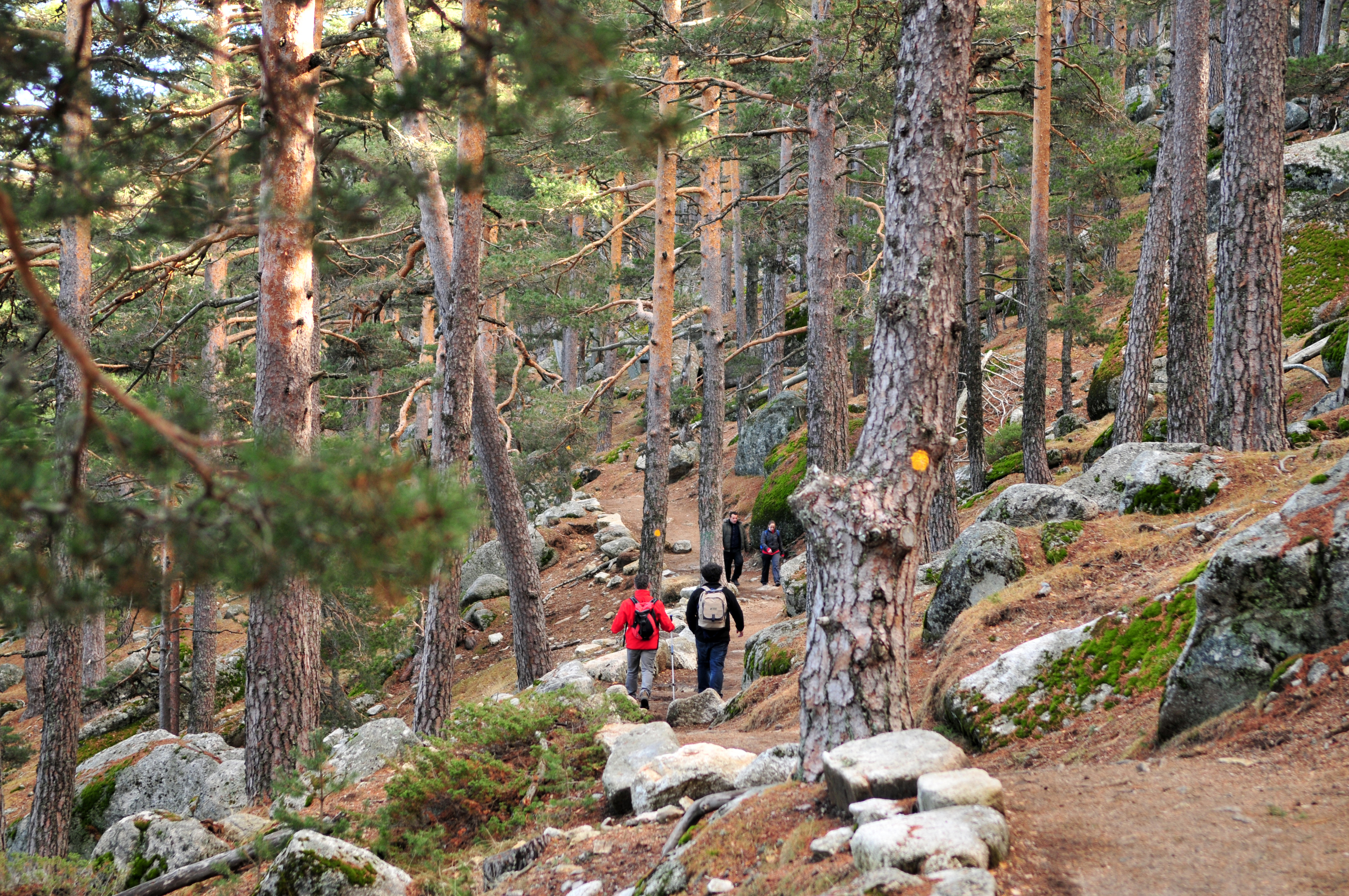 El Camino Schmid discurre entre bosques maduros de pinos salvajes.