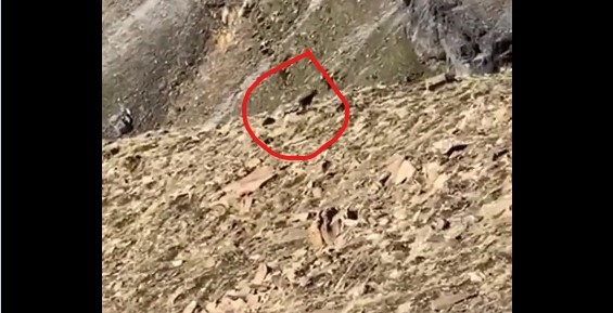 La cabra monts vuelve al Parque de Ordesa dos dcadas despus de su extincin tras la muerte del ltimo bucardo