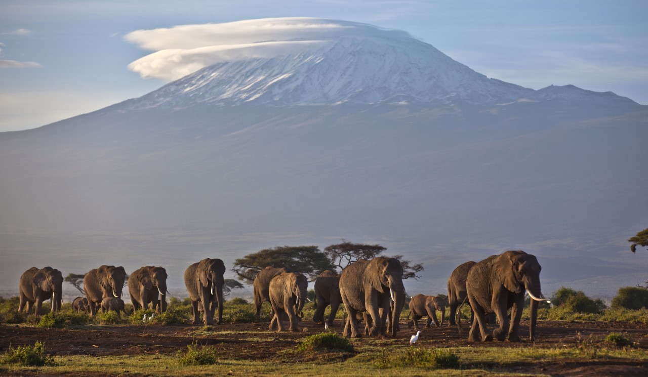 Elefantes en el Parque de Amboseli, con el Kilimanjaro al fondo