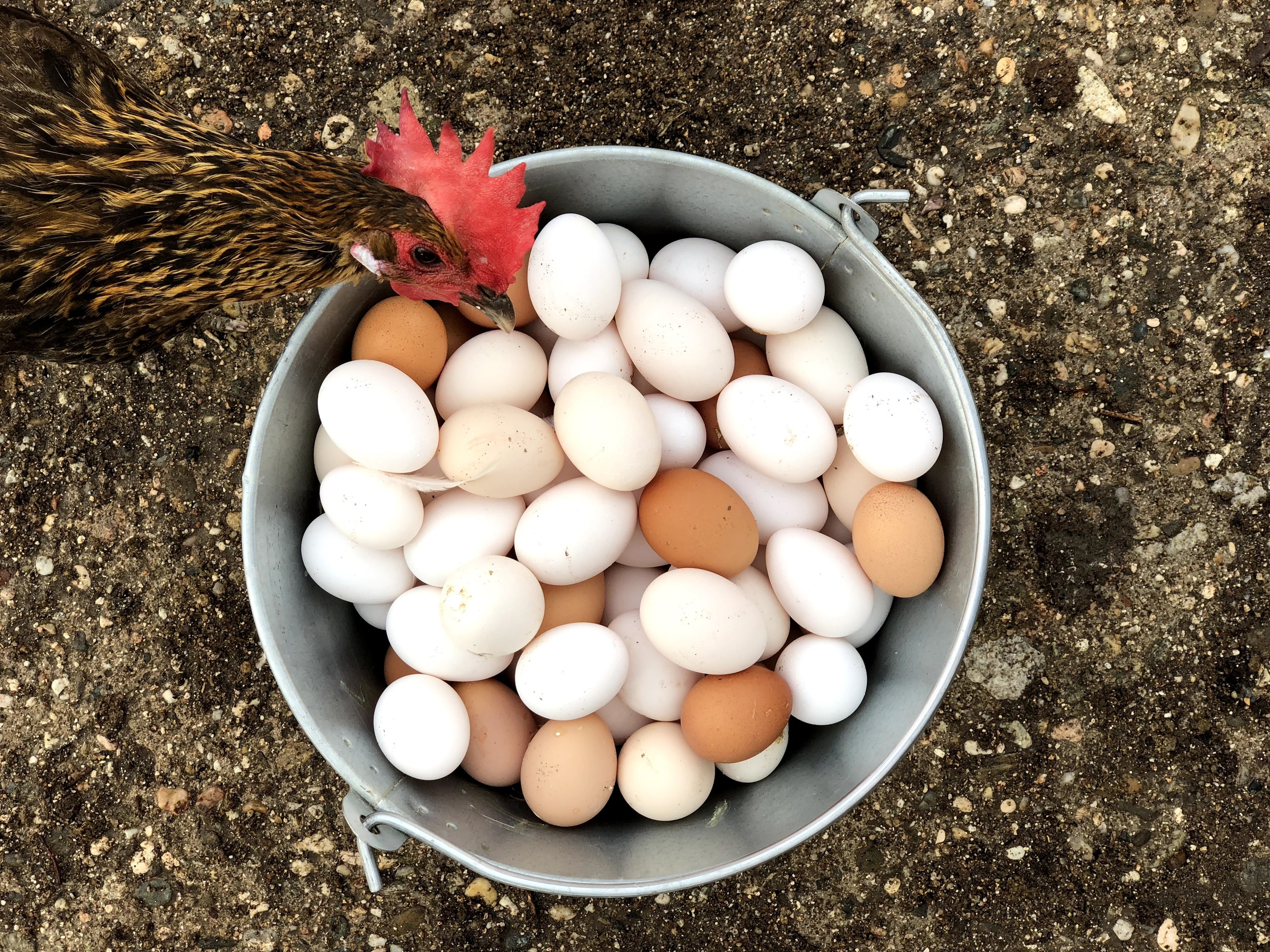 Los huevos rotos se usan como compost.