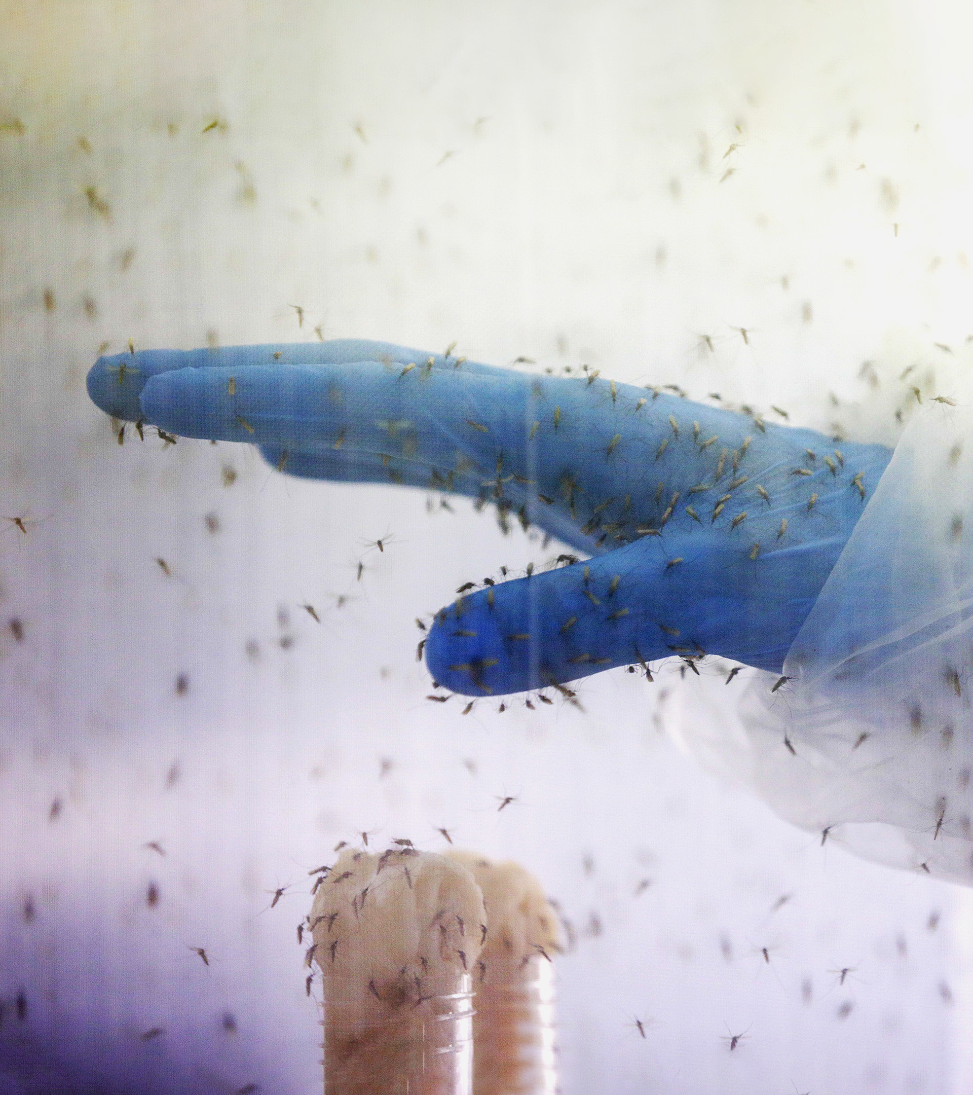 Dentro del único insectario de Europa: así crían 10.000 mosquitos a la semana para 'cocinar' fármacos contra la malaria