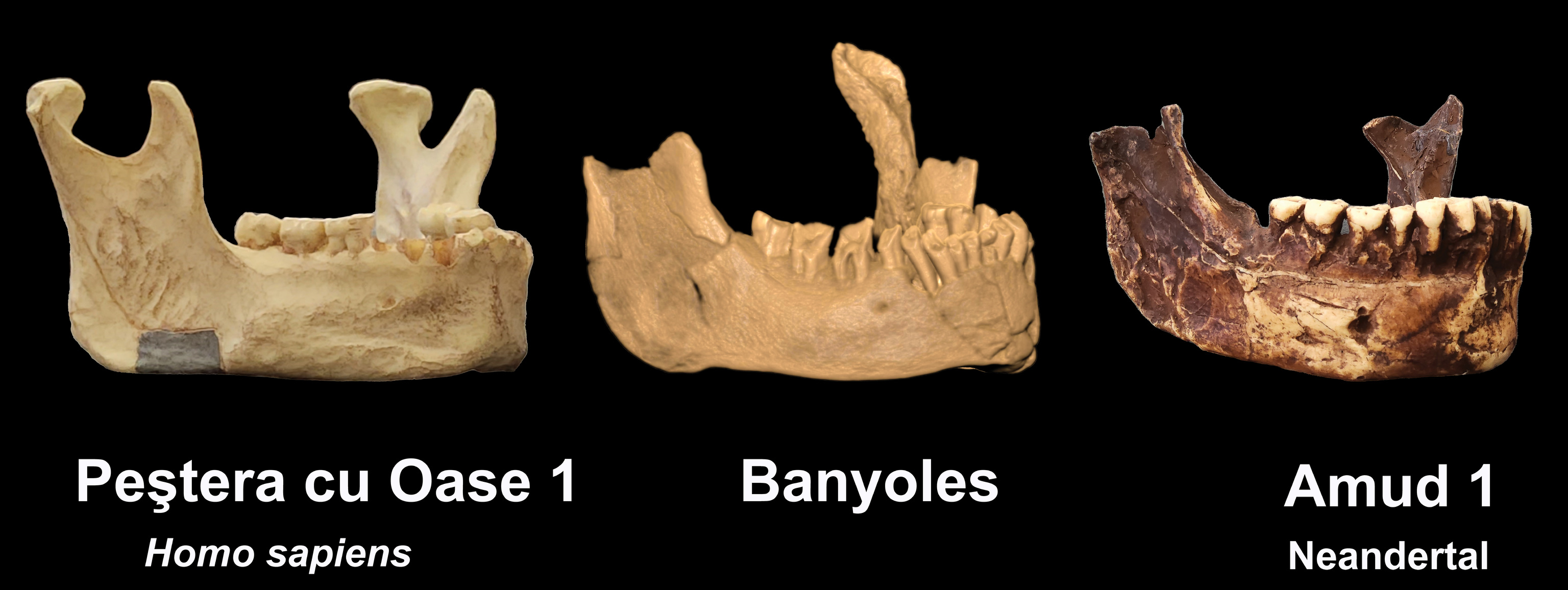 Comparación de la mandíbula de Banyoles con las de un 'sapiens' y un Neandertal.
