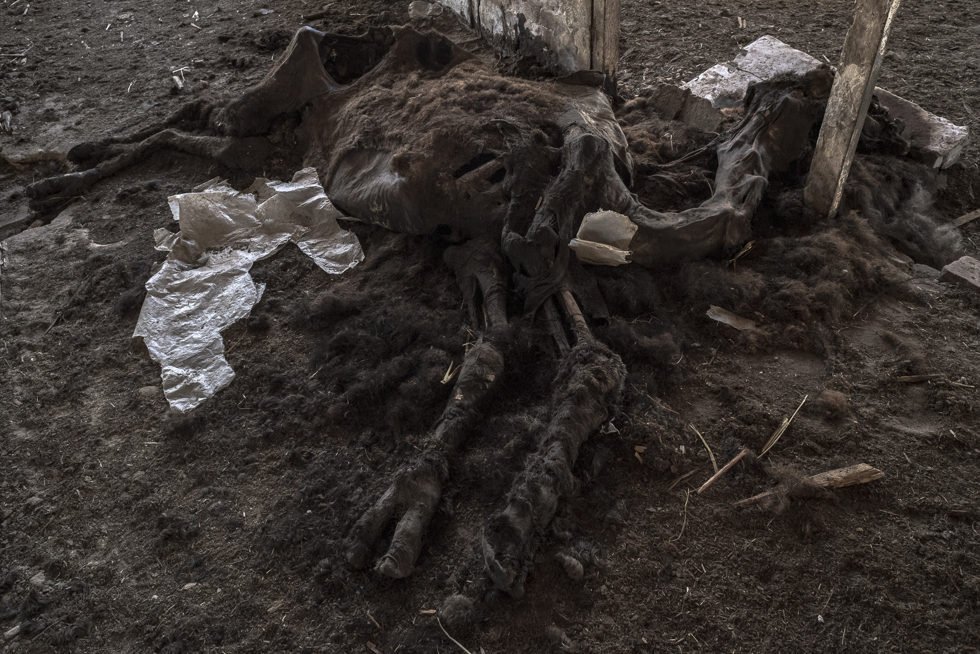 Los restos de un camello en el zoológico de Yampil.
