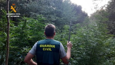 Un agente de la Guardia Civil observa una plantación ilegal de marihuana en una finca vizcaína.