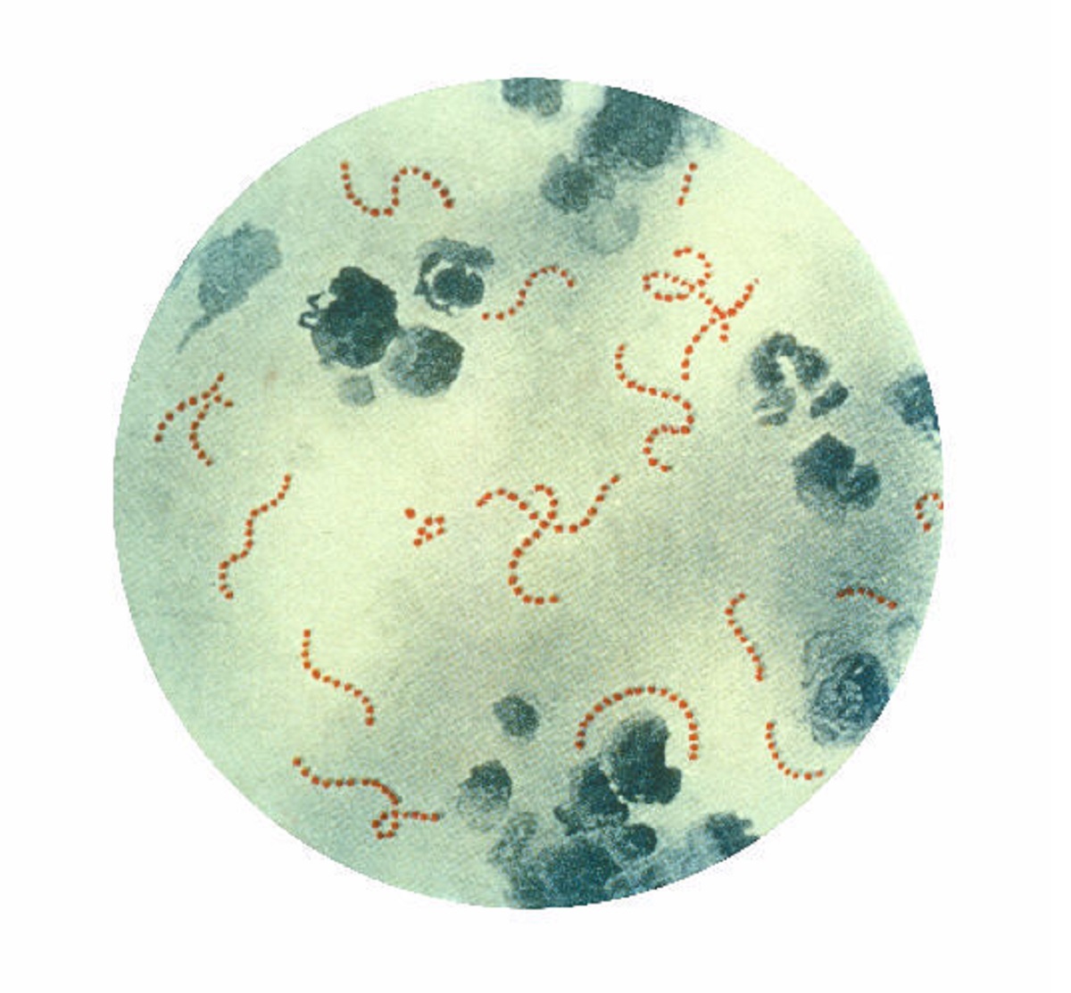 Recreación de la bacteria 'Streptococcus pyogenes'.