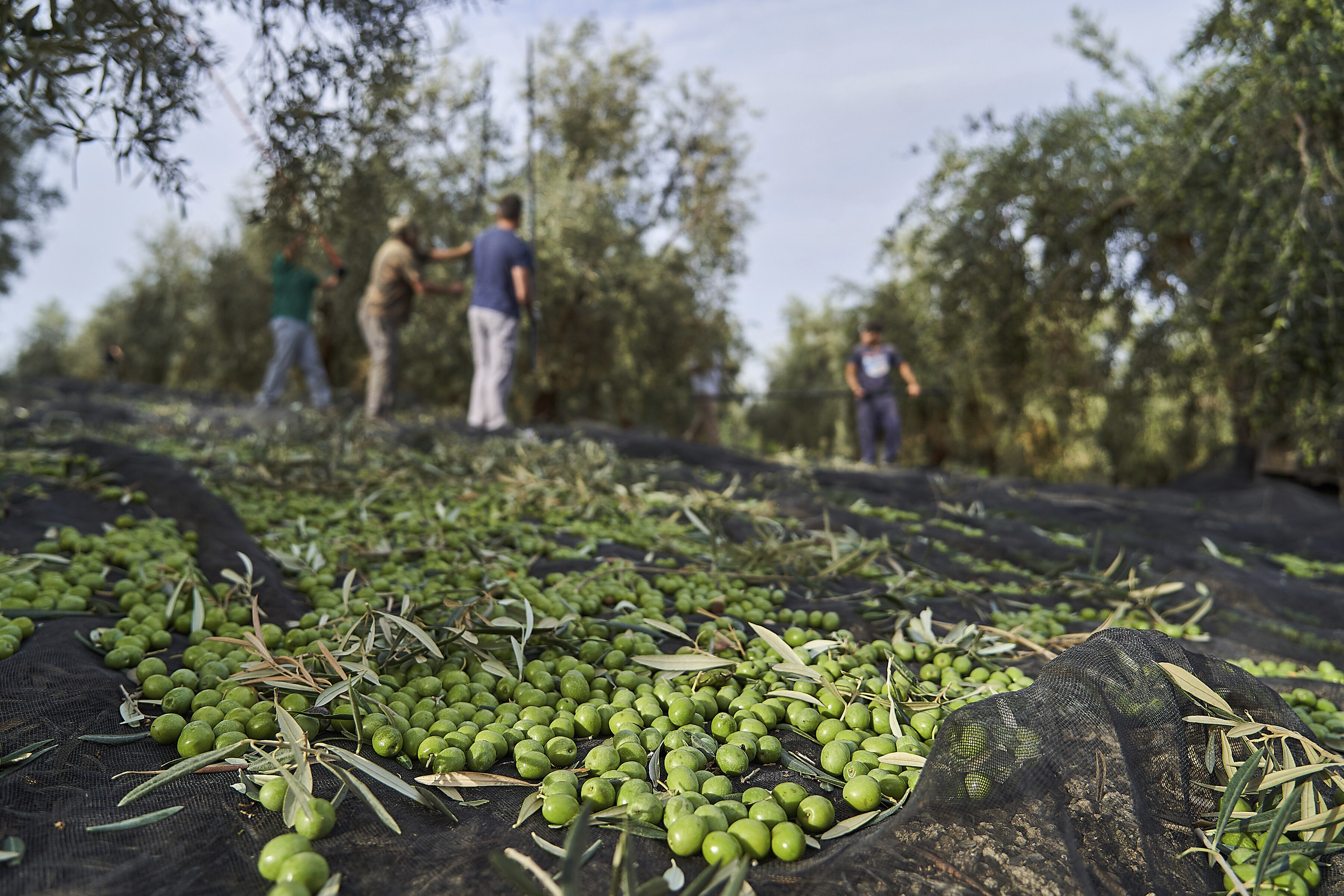 Un grupo de jornaleros varea un olivo en una finca de Sevilla en la pasada campaña de la aceituna.