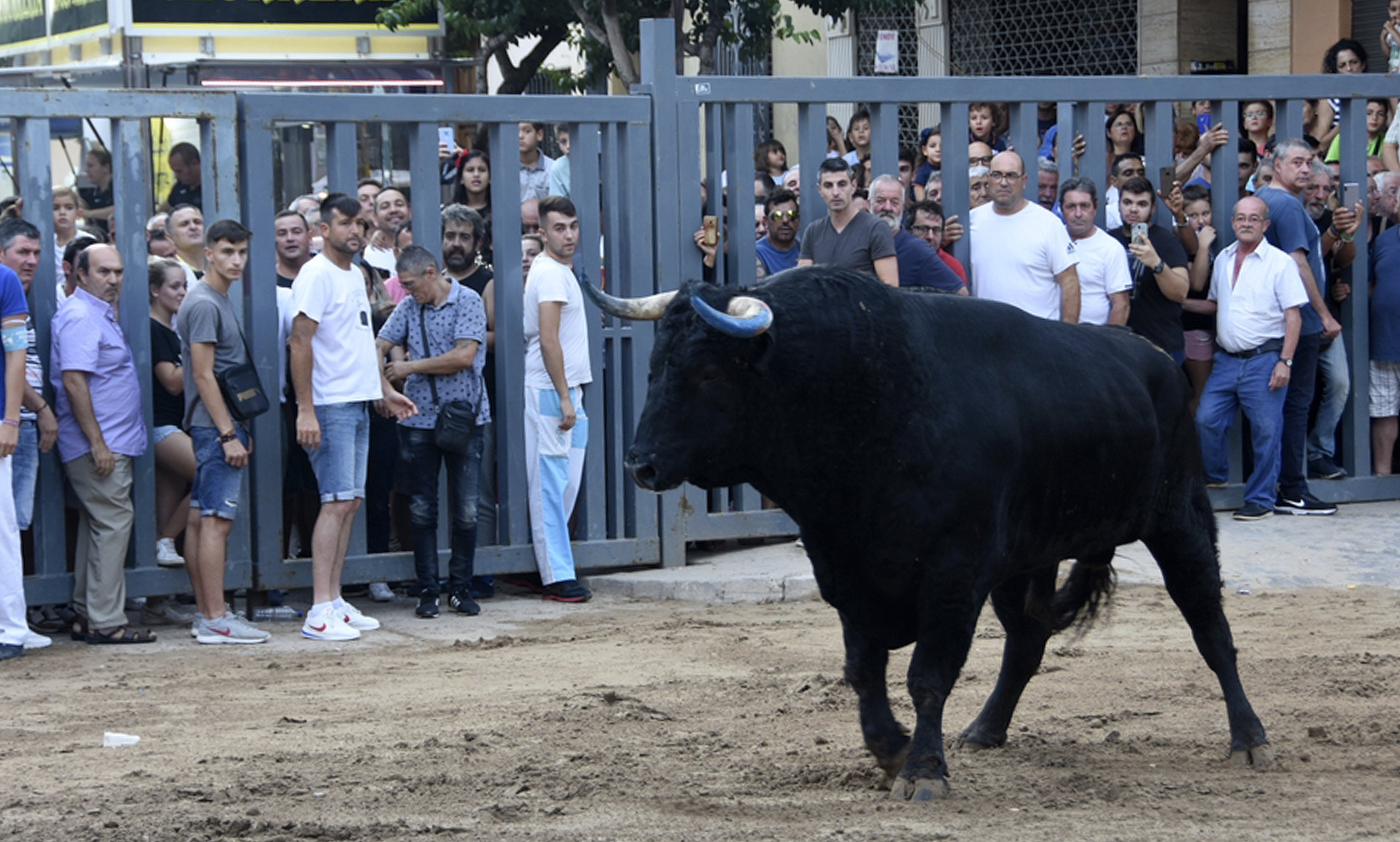 Una de las exhibiciones taurinas populares celebradas en la provincia de Castelln.