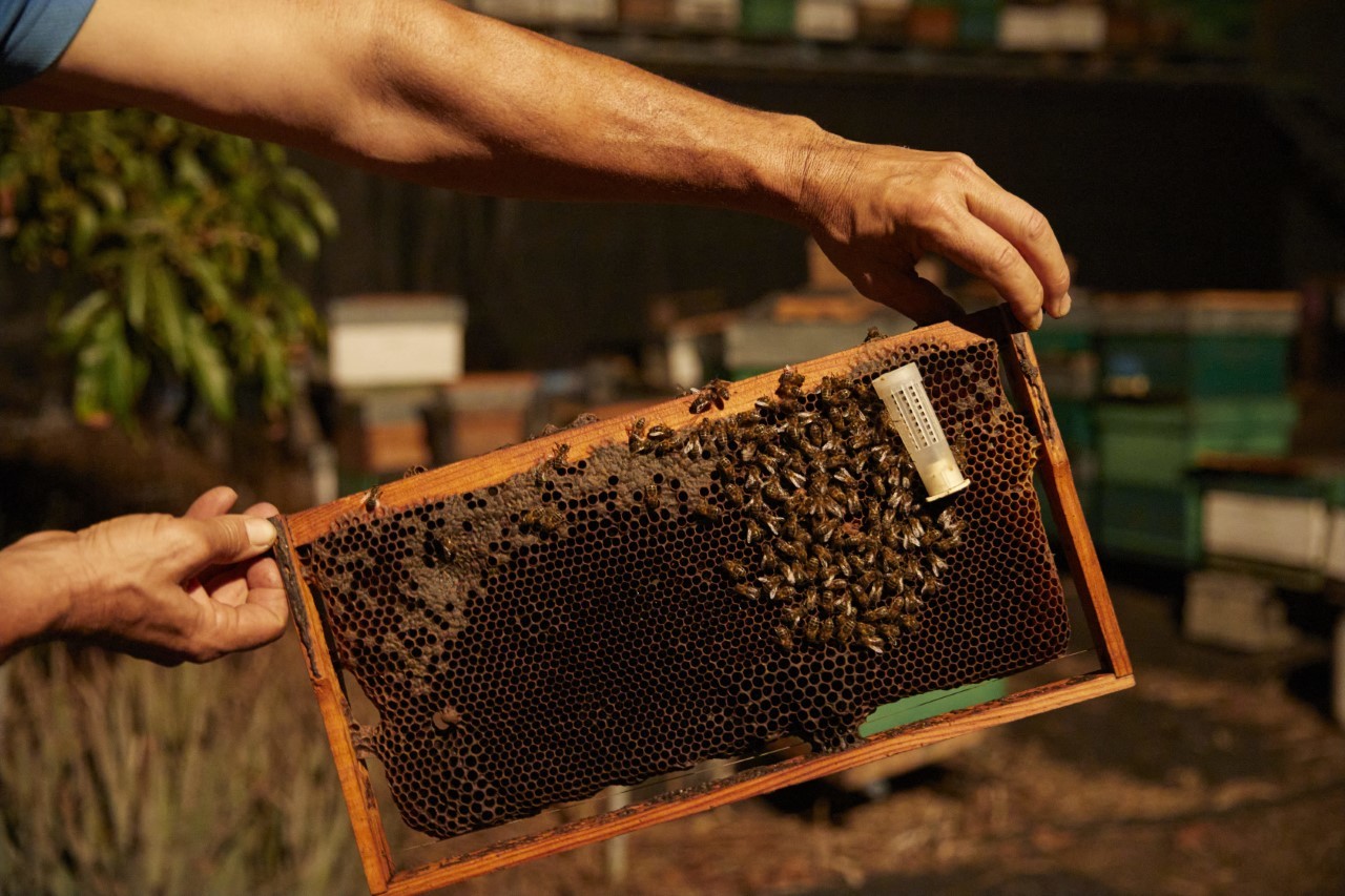 Un panel de abejas en la isla de la Palma