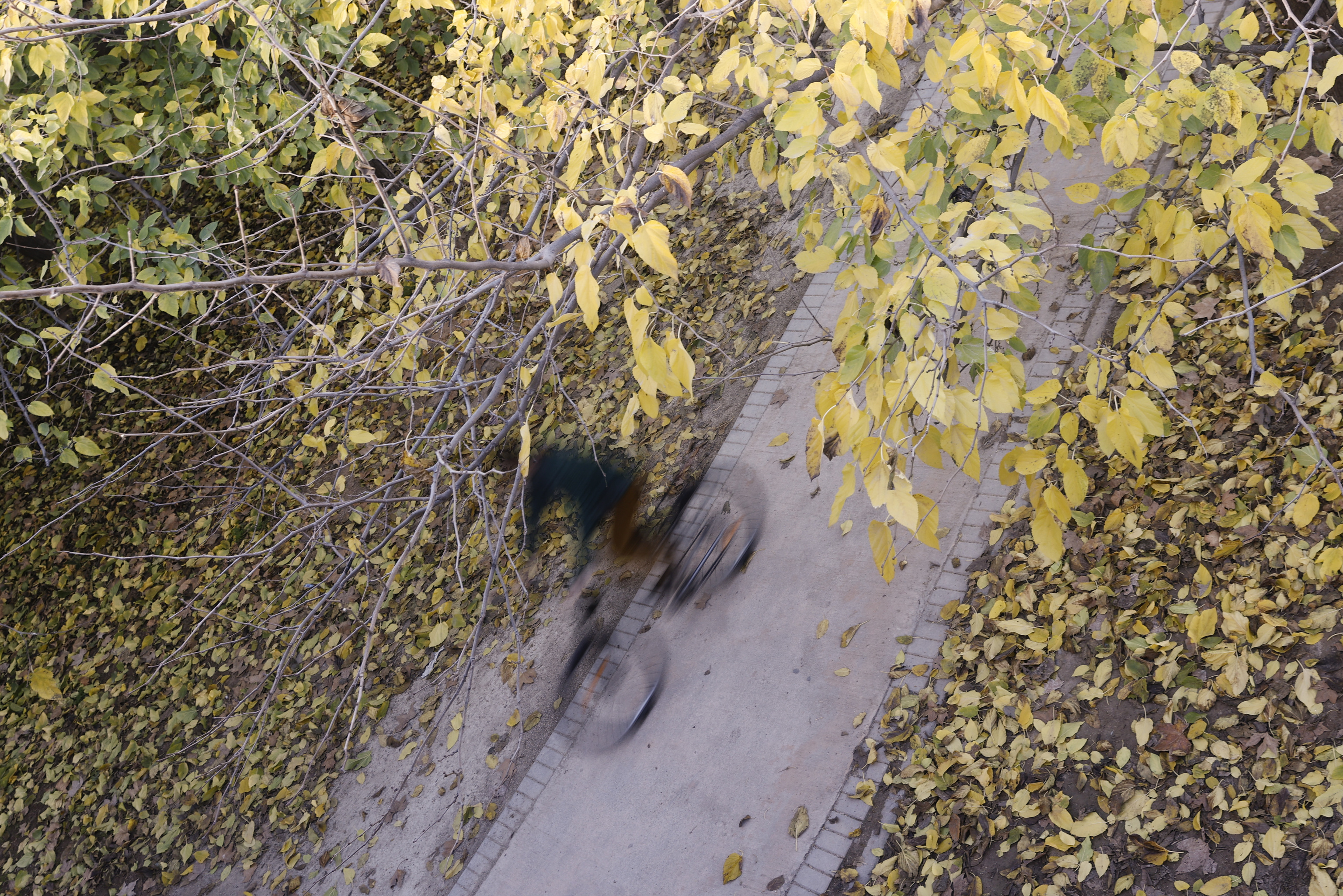 Un ciclista, rodeado de hojas en los jardines del Turia.