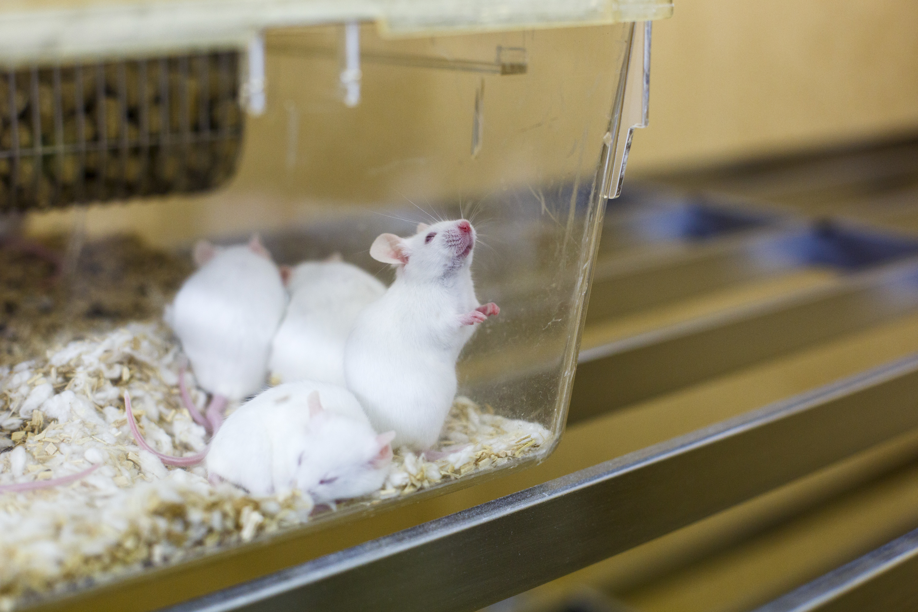 Ratones en un laboratorio