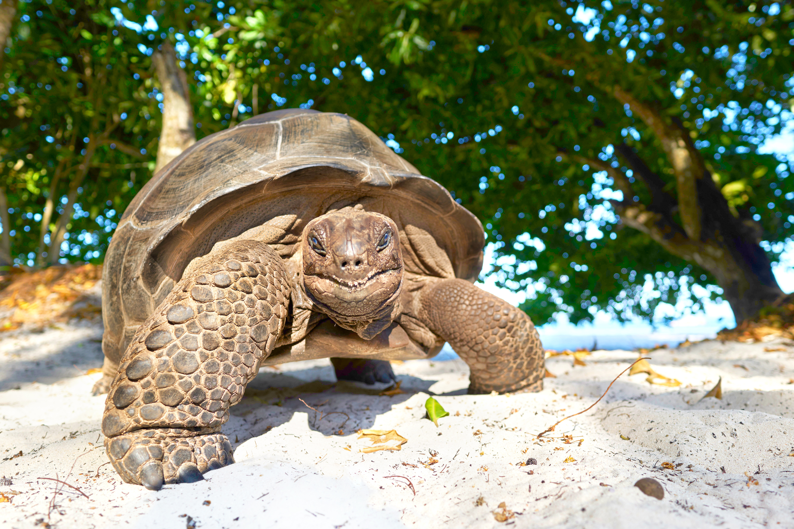 Una de las famosas tortugas del archipiélago.