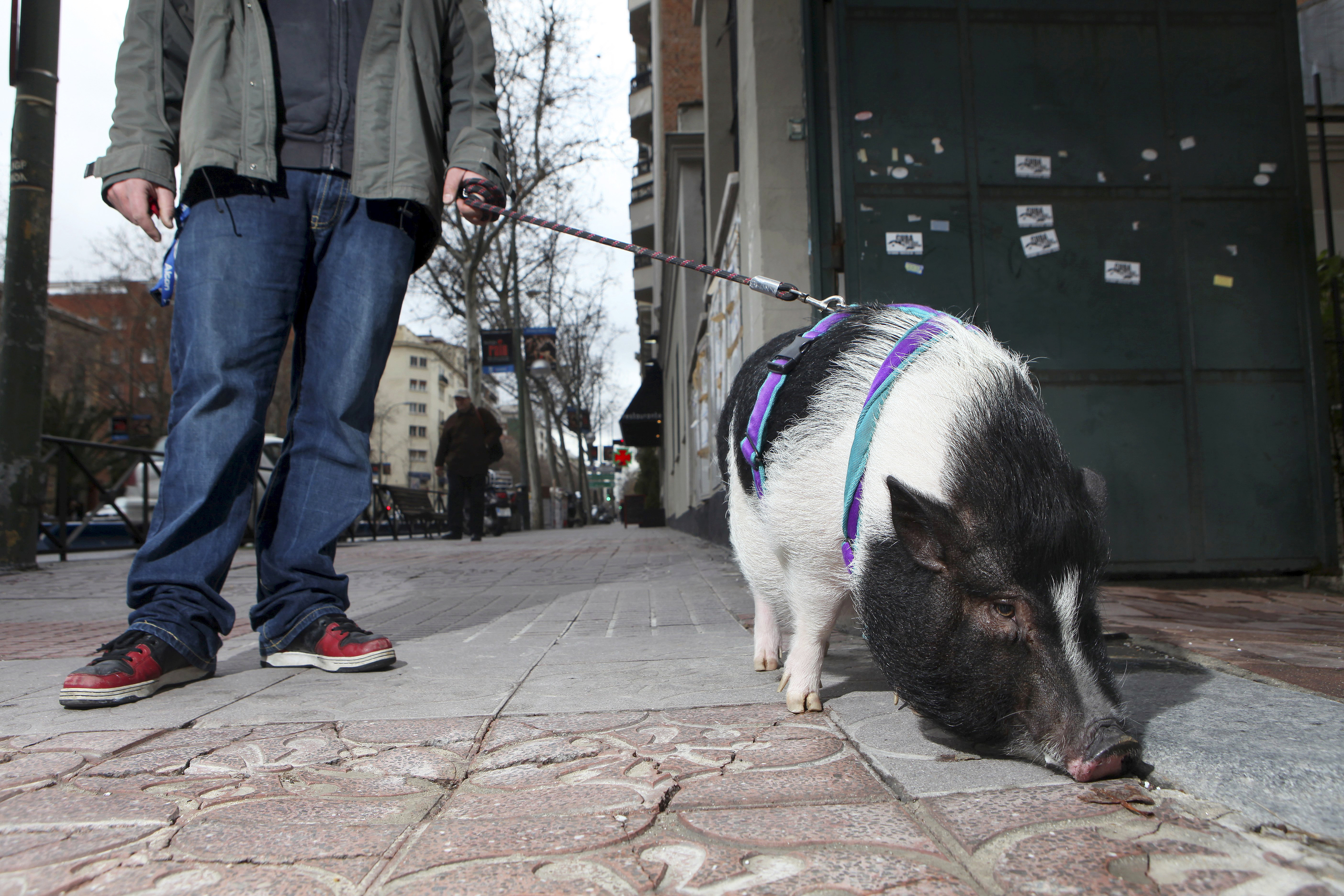 Un cerdo vietnamita, dando un paseo con su dueo.