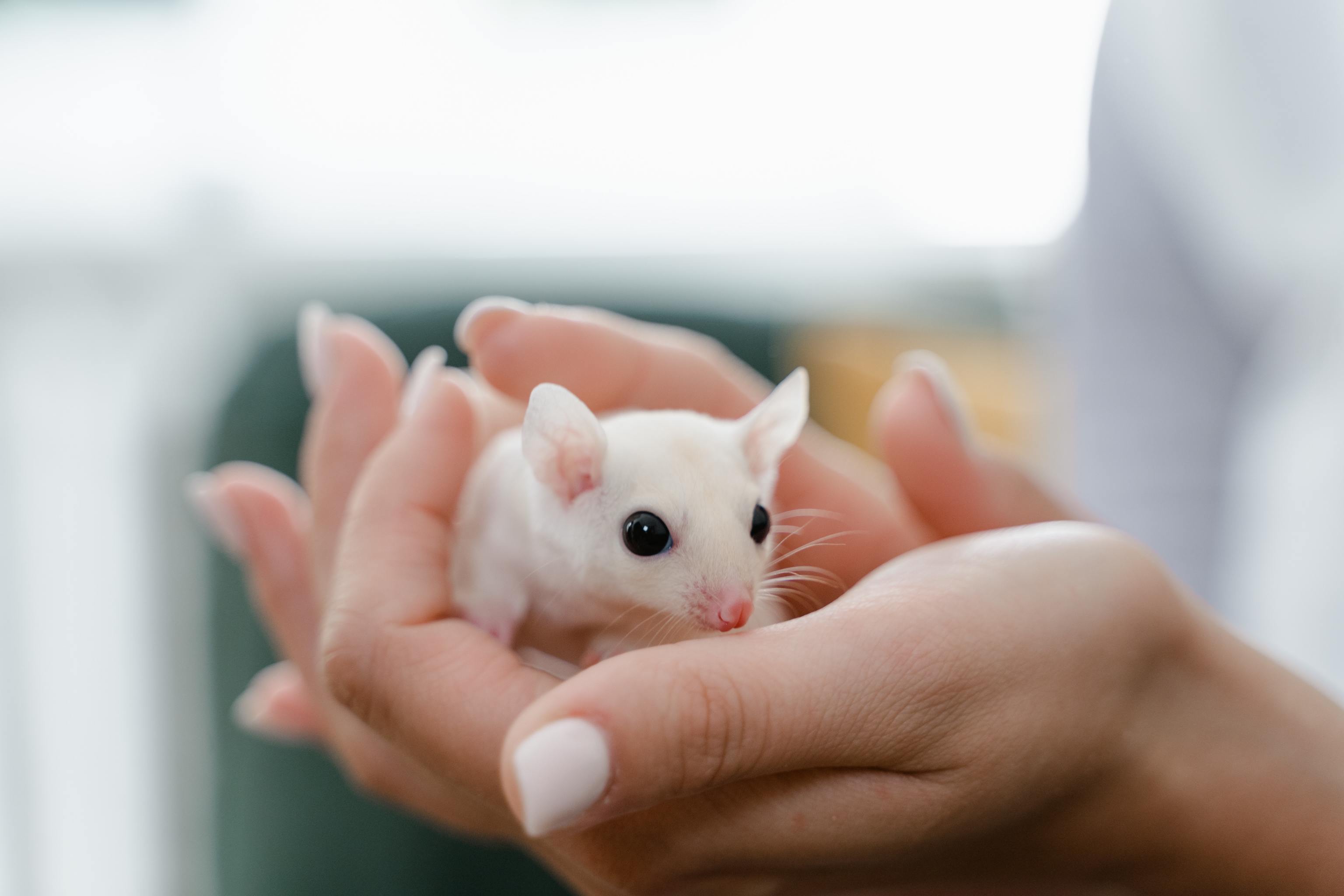 ALT: Soñar con ratas, qué significado tiene según los psicólogos