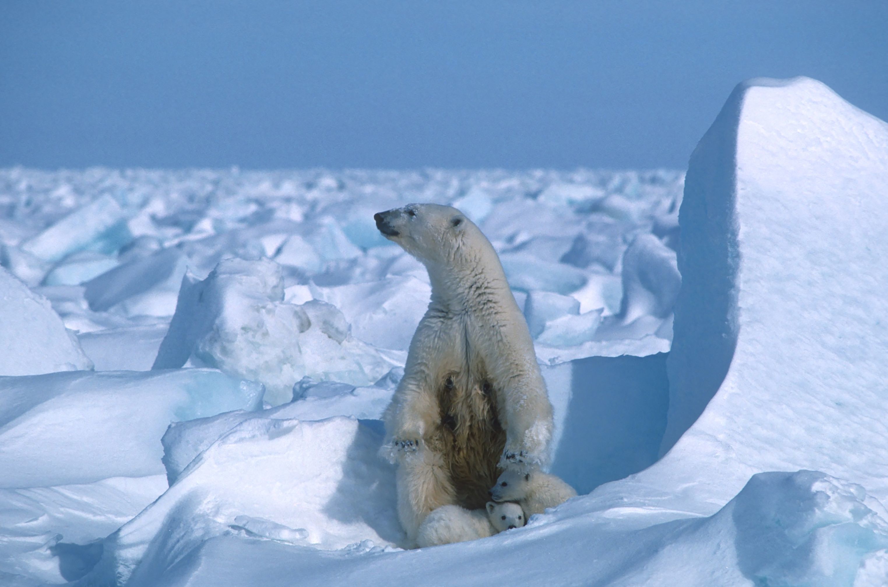 Un oso polar con sus cras en Alaska, en el ao 1985.