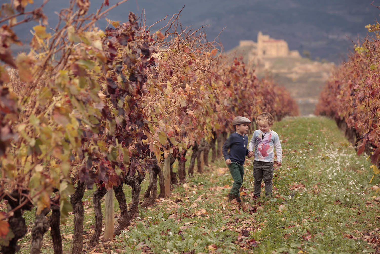 Dos niños recorren un viñedo.