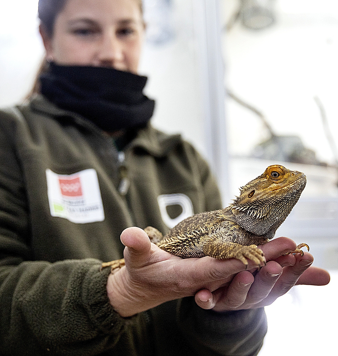 Una empleada del CRAS prepara a un lagarto que ser adoptado por una guardera.