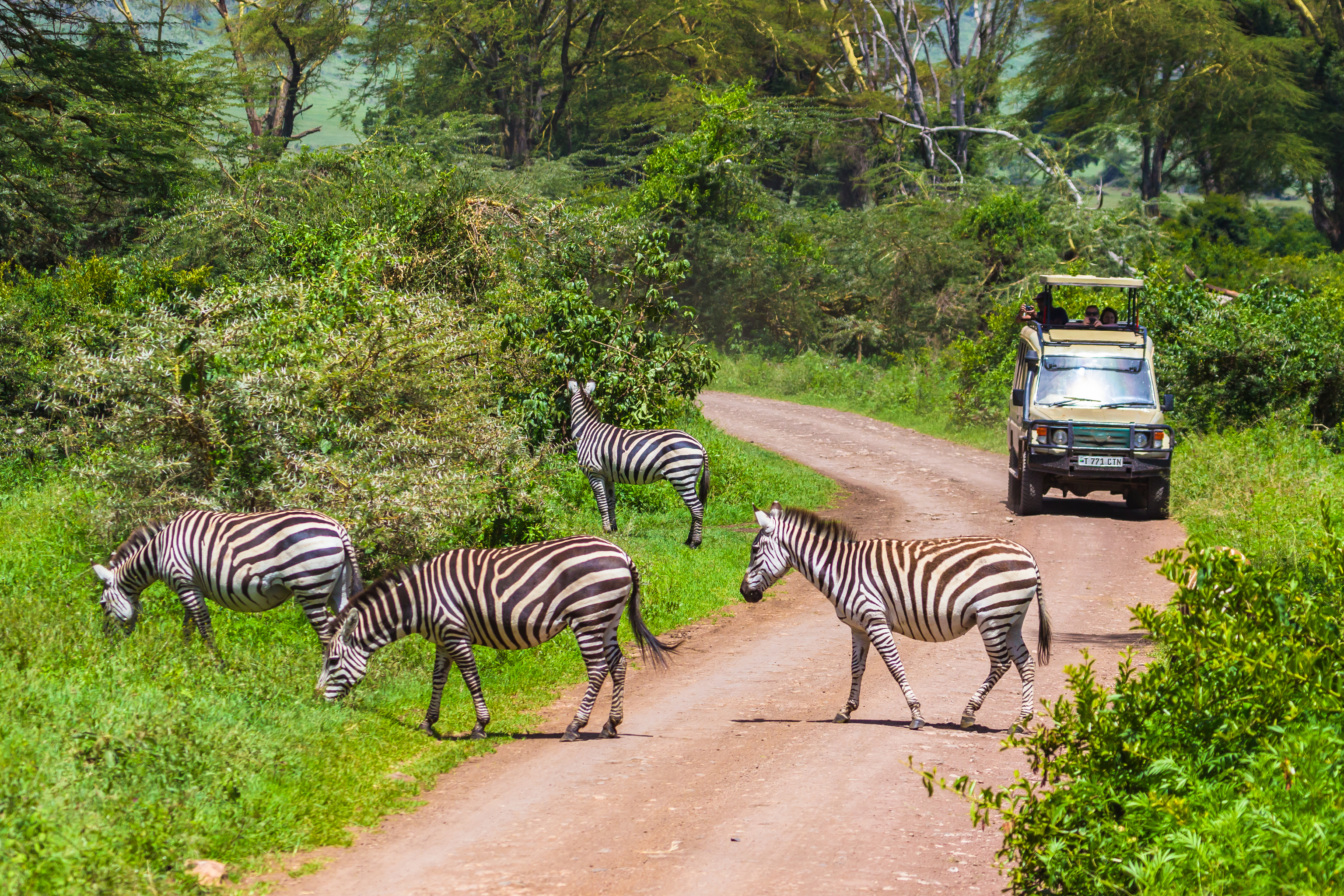 Safari en el Ngorongoro.
