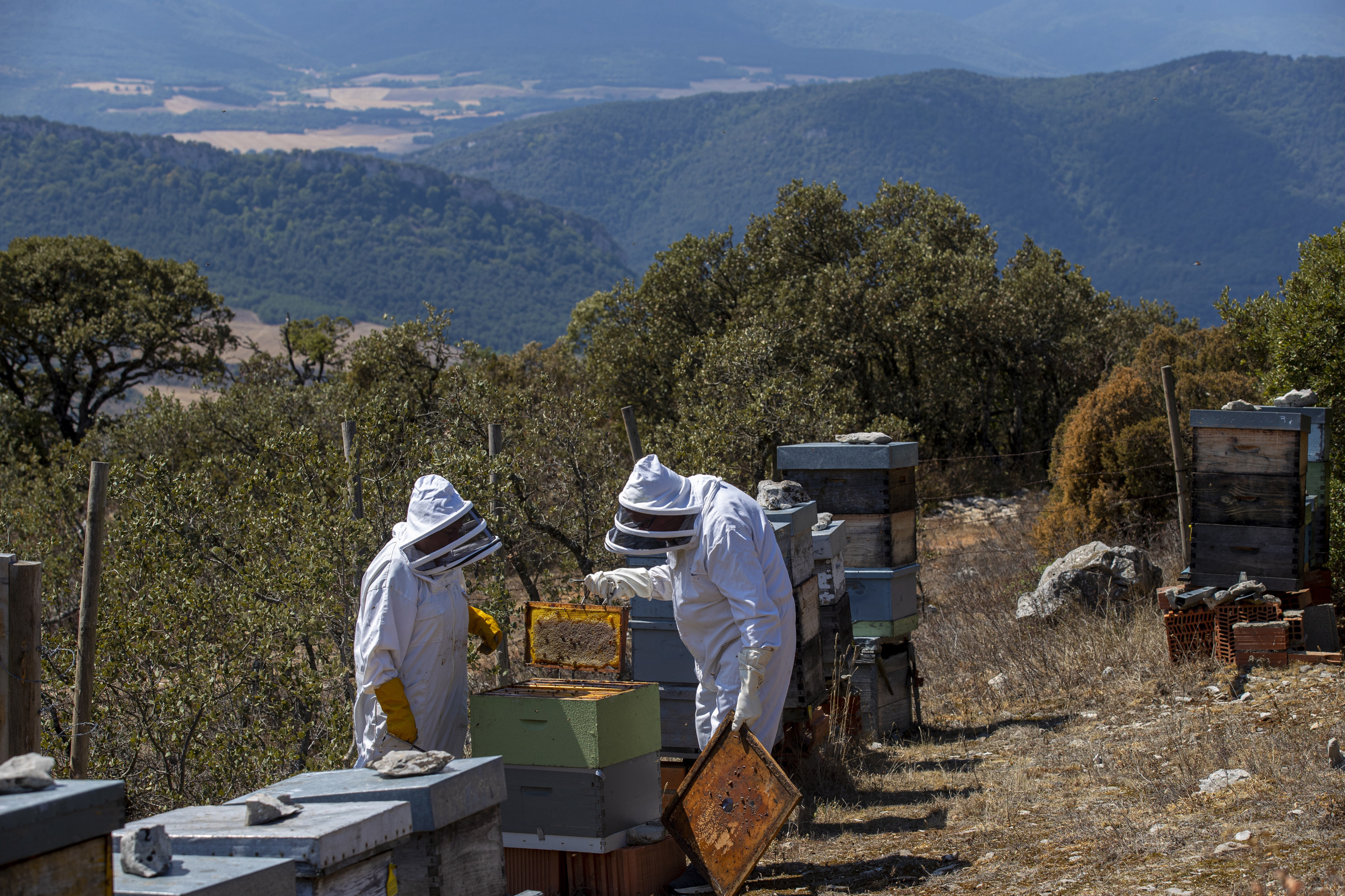 España es el principal sumidero de Europa para la miel ‘low cost’