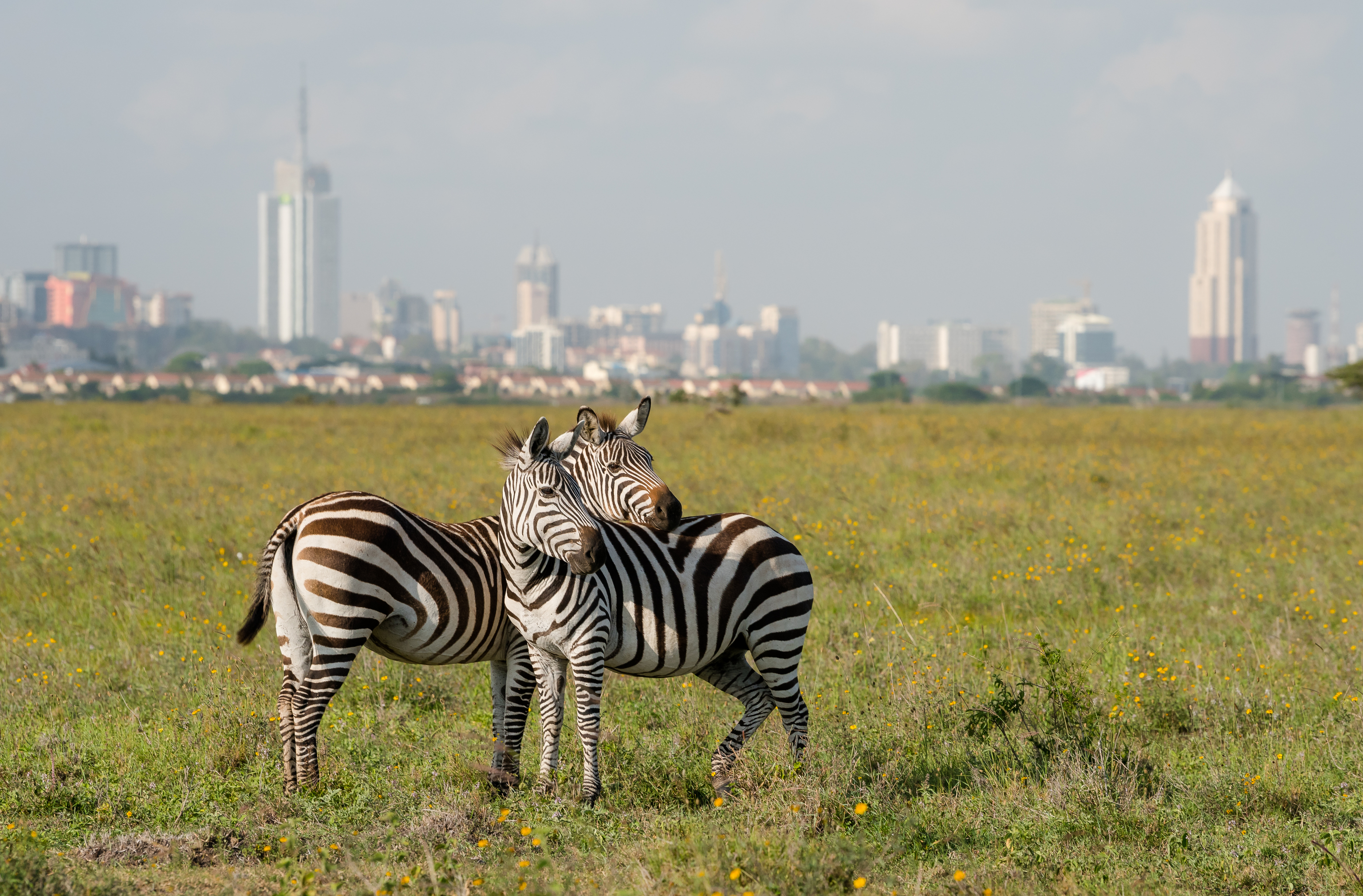 Dos cebras, con la silueta de Nairobi al fondo.