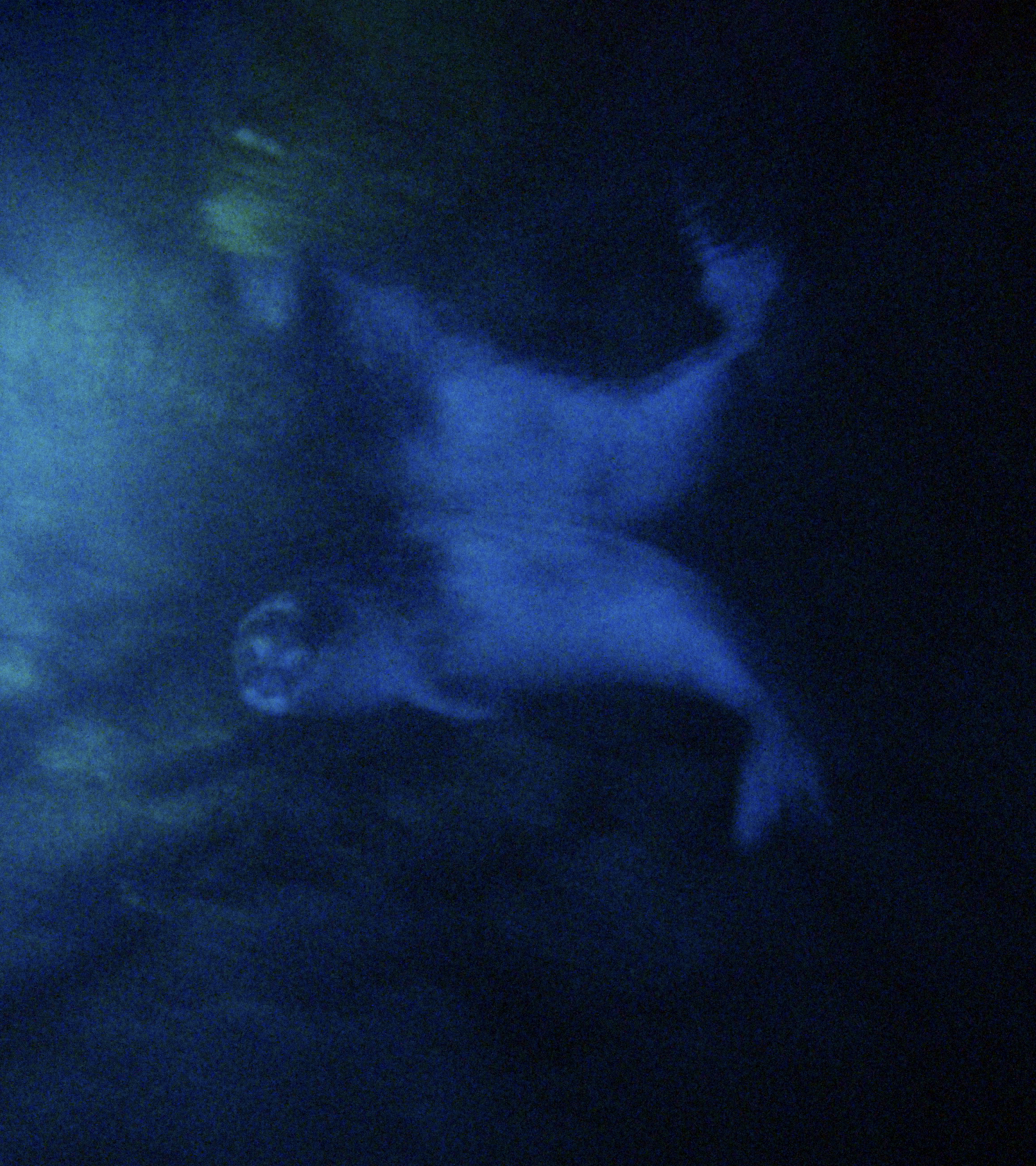 Ultima foto de la foca monje en Baleares, tomada en 2008 en una cueva submarina entre Calvi y Valldemossa