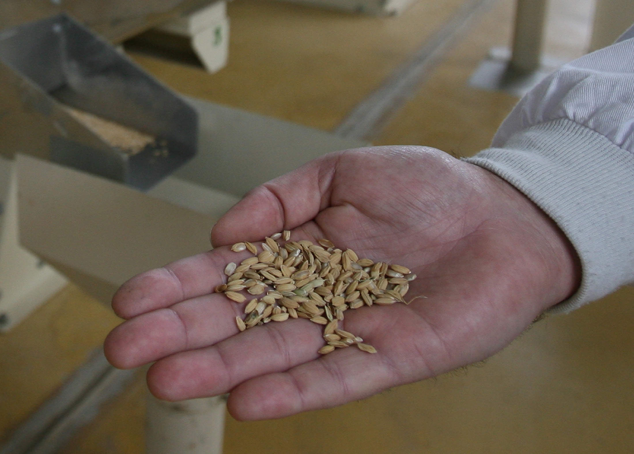 La OCU detecta arsénico en algunas variedades de arroz