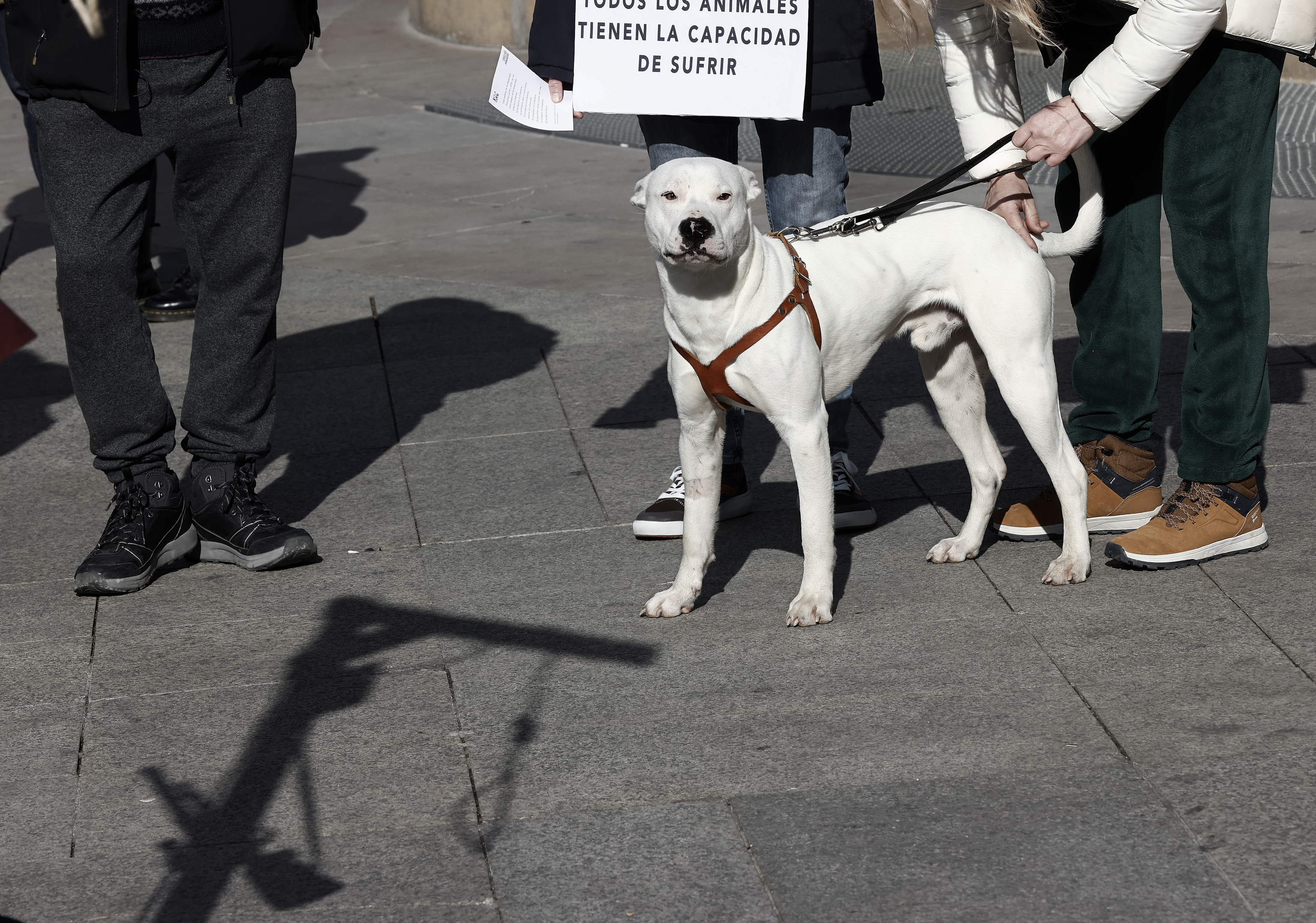 Imagen de una manifestación animalista en Pamplona.