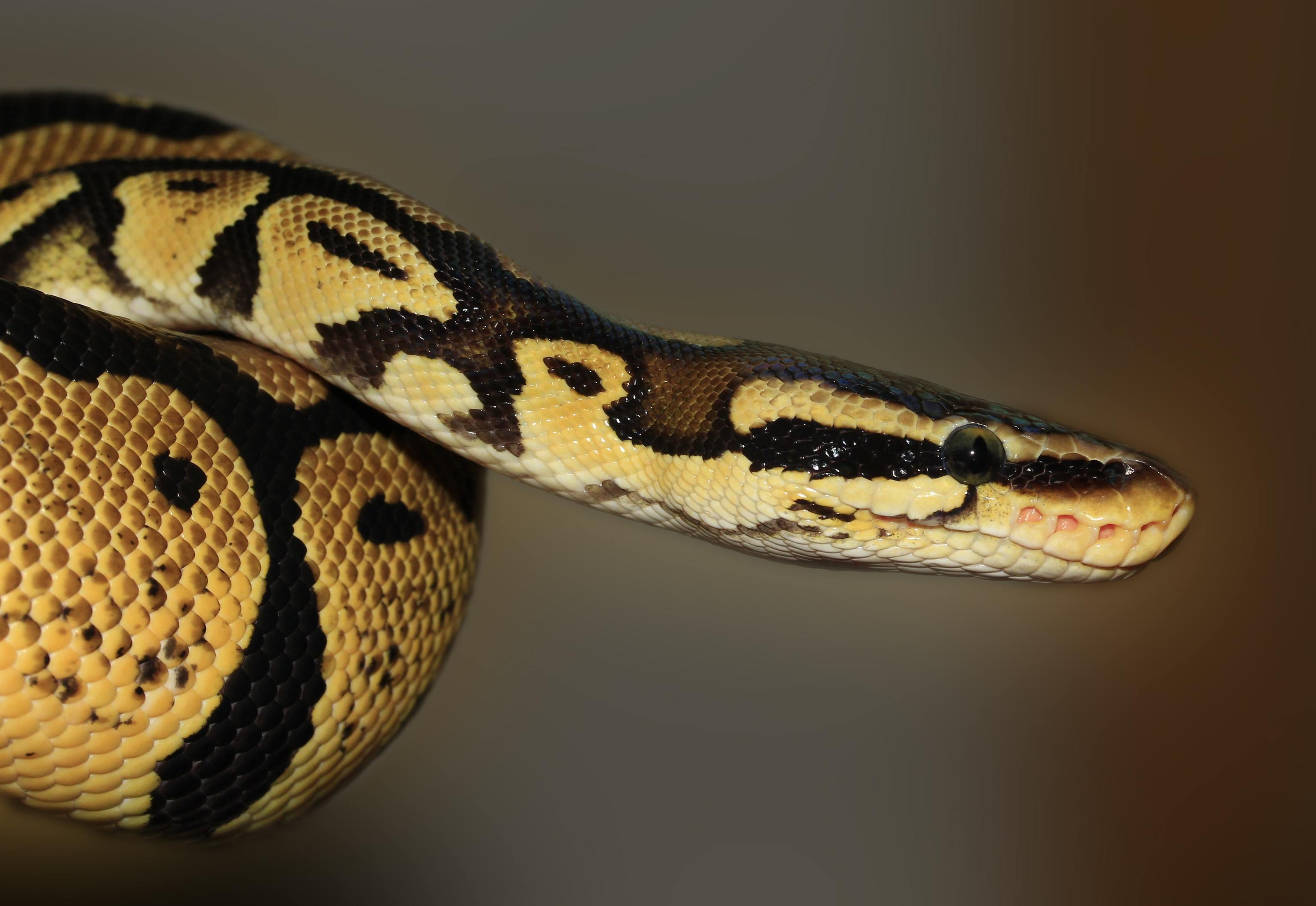 Validación Tiranía secuencia Qué significa soñar con serpientes según los expertos | Vida Saludable