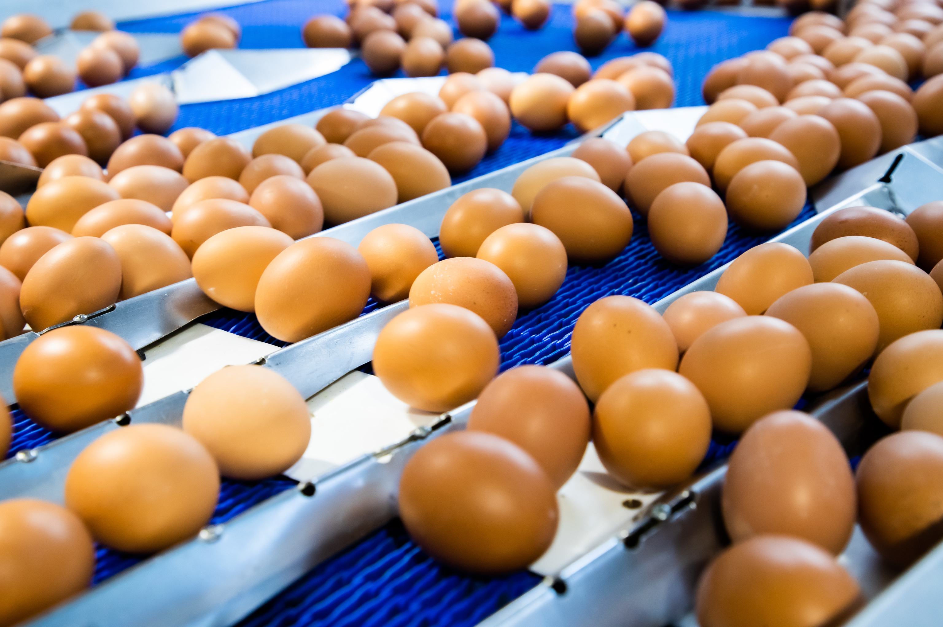 La gripe aviar y los costes ahogan al sector del huevo.
