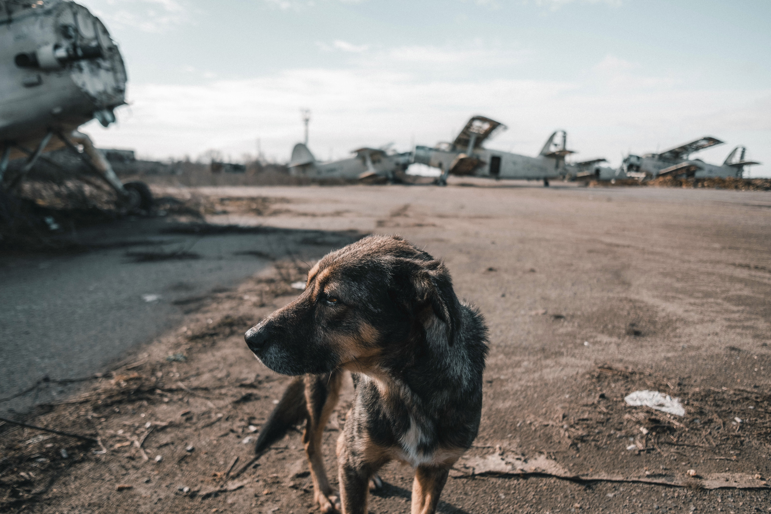 Perros se alimentan de las latas que dejaron los rusos en Jersón.
