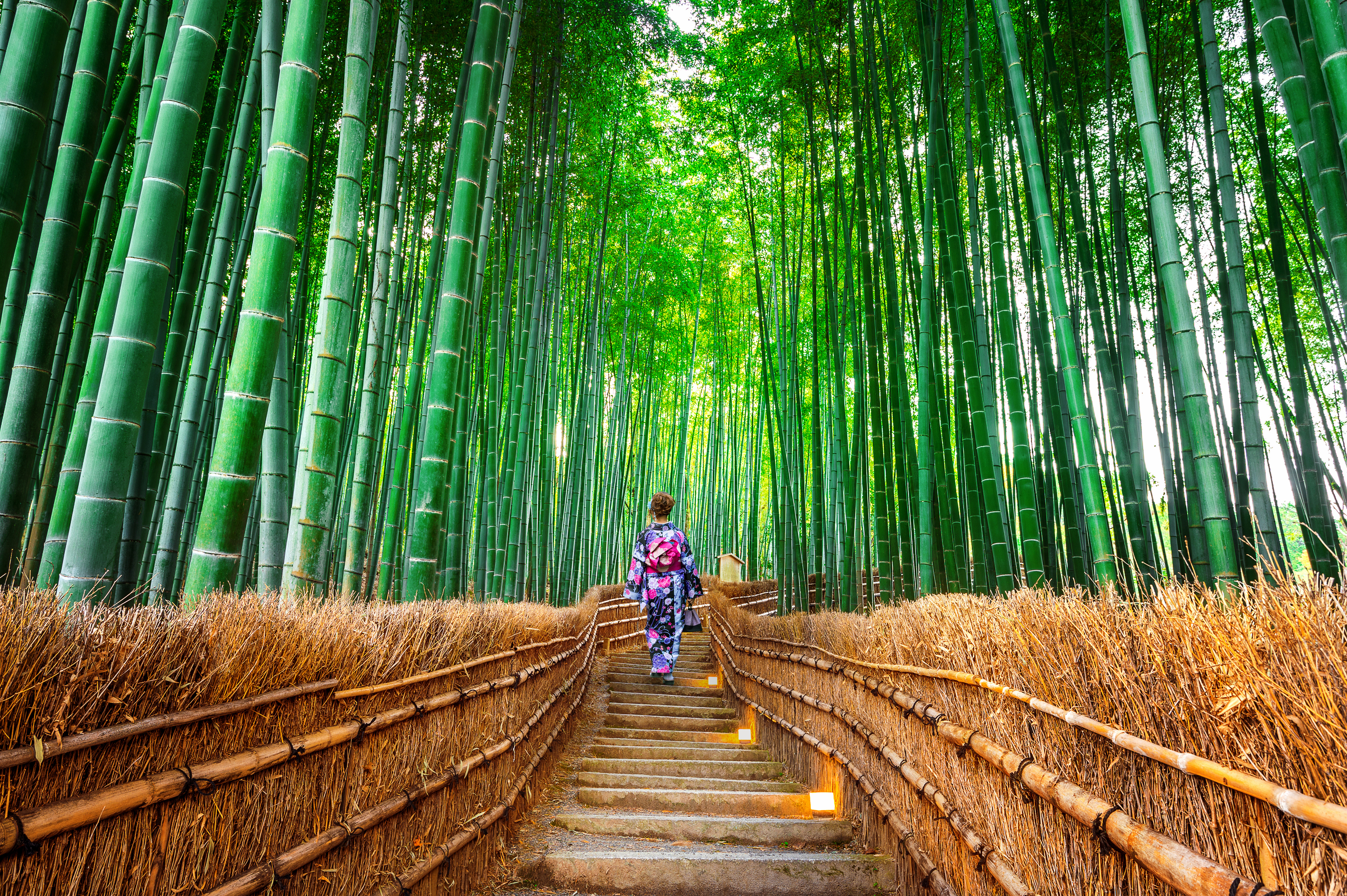 Bosque de bambú en Kioto (Japón).