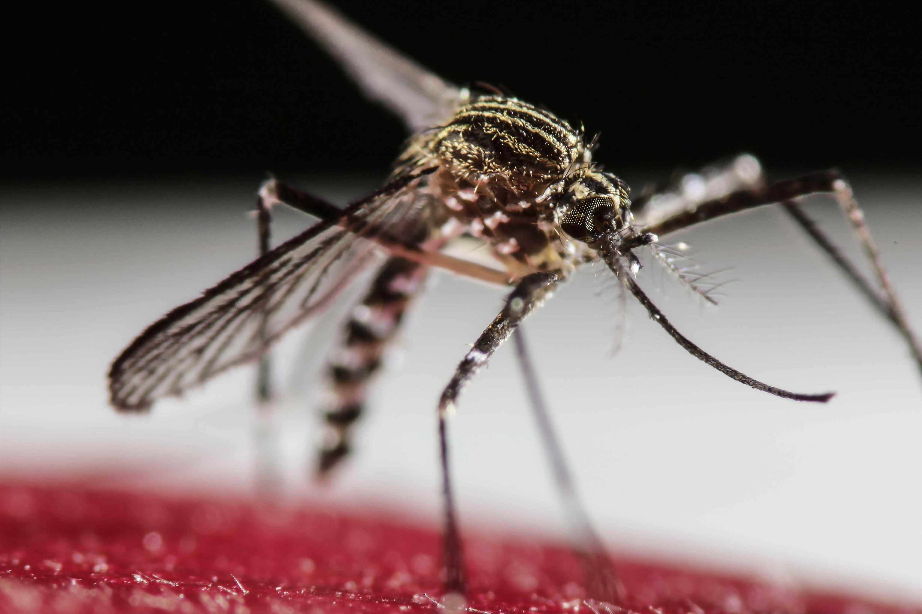 Un mosquito del gnero Aedes Aegypti, susceptible de transmitir el dengue