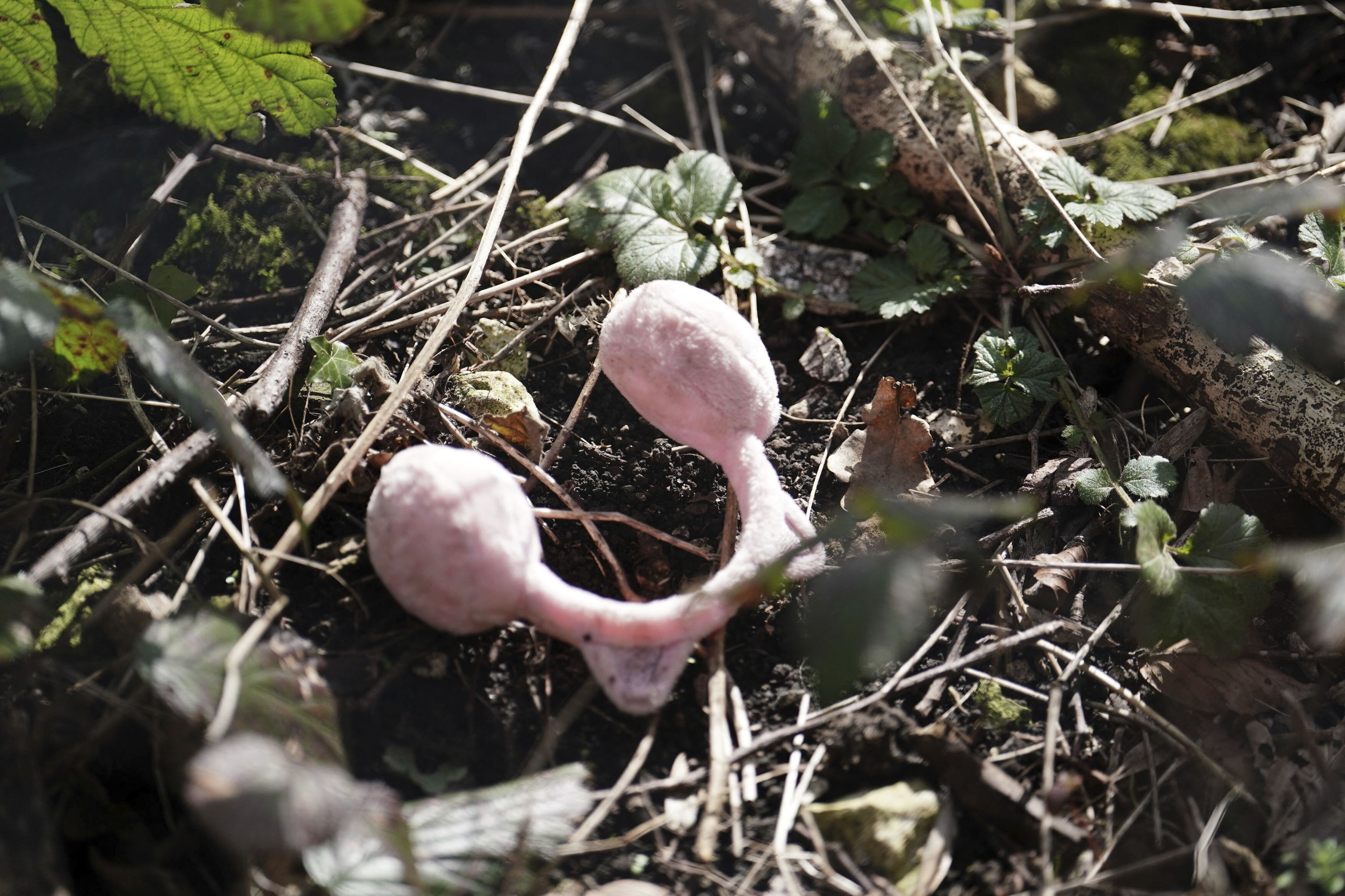 Des cache-oreilles roses trouvés à Brighton qui pourraient