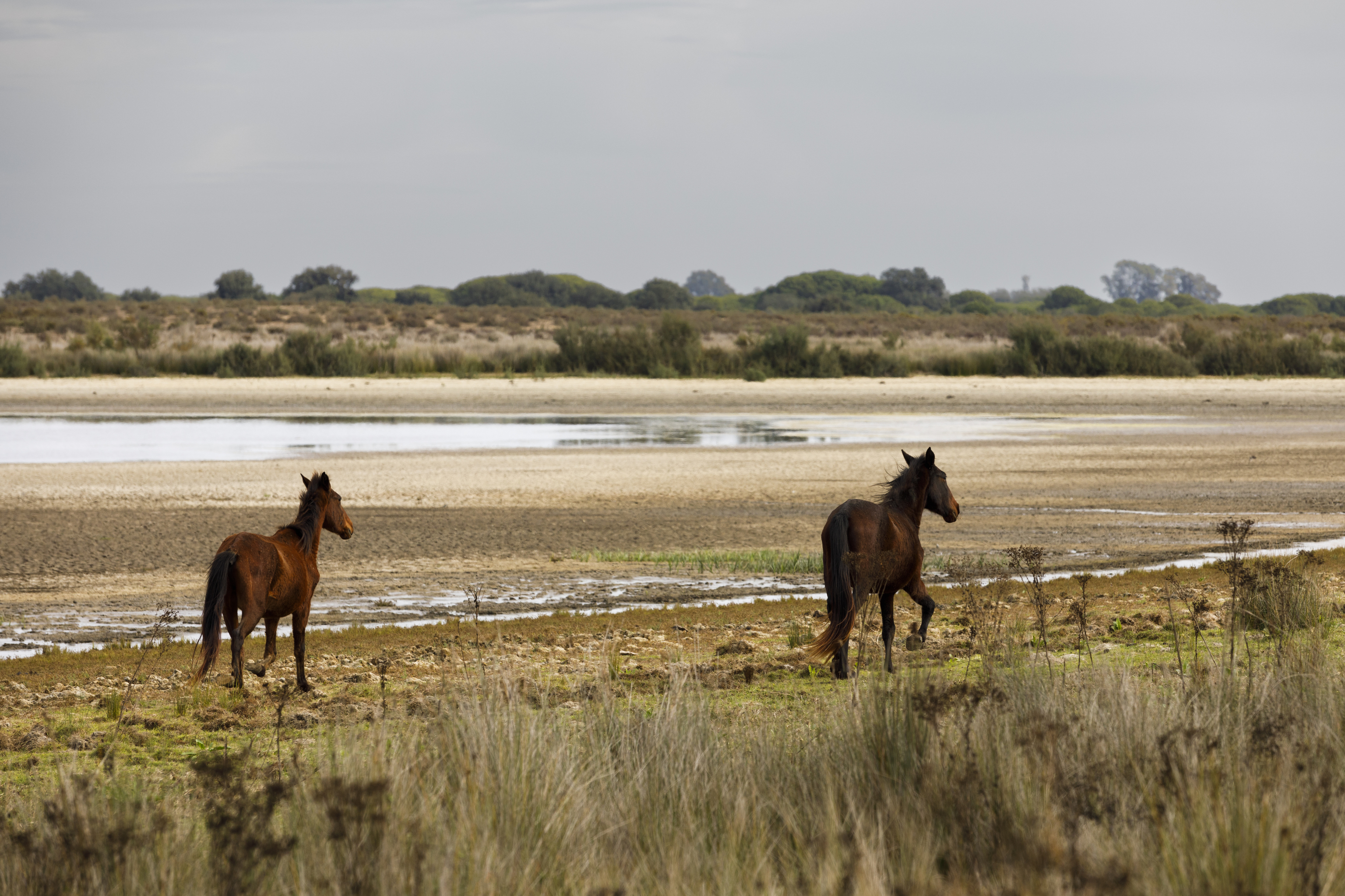 Unos caballos junto a la laguna de Santa Olalla, en el Parque Nacional de Doana.