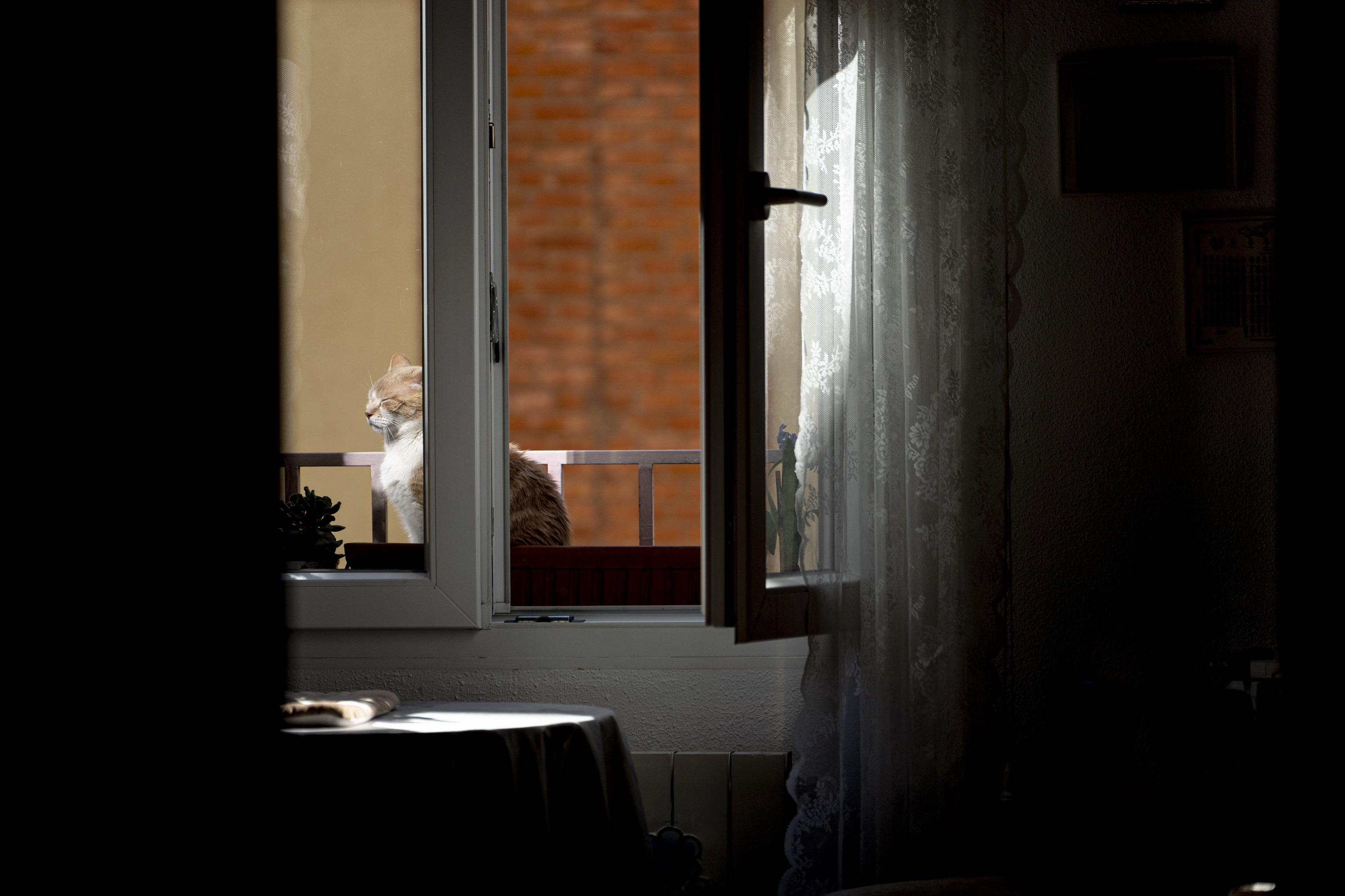 Un gato sobre el alféizar de una ventana en una vivienda de Madrid.