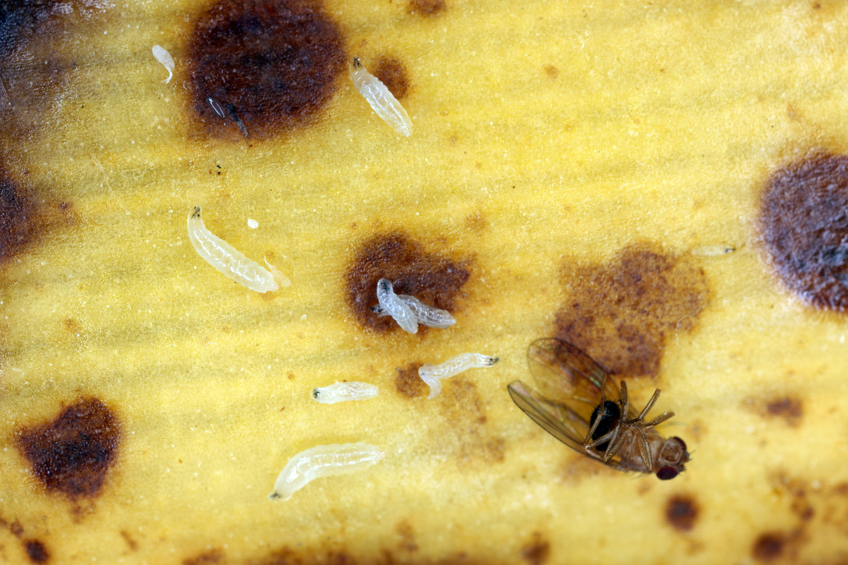 Un grupo de larvas y moscas de la fruta o del vinagre, 'Drosophila melanogaster', adultas muertas.