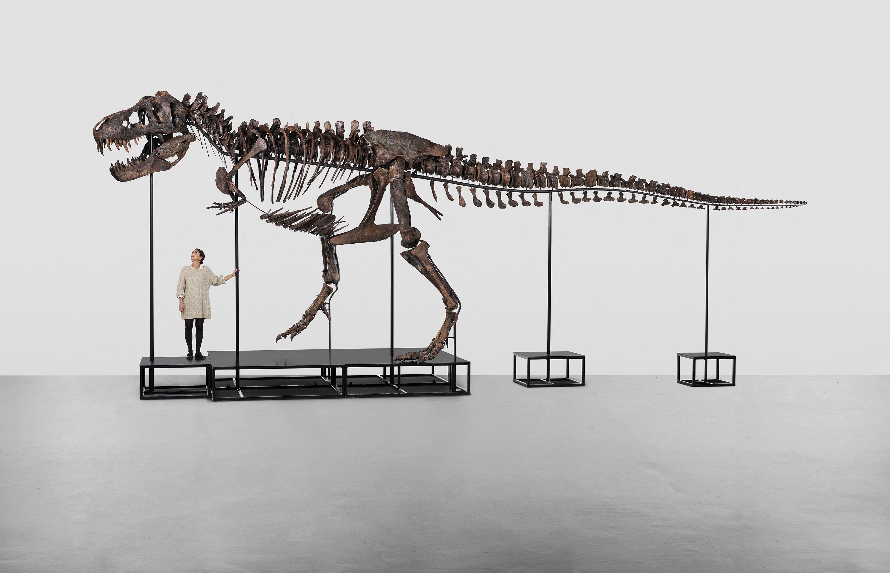 'Trinity', el esqueleto de tiranosaurio rex que ser subastado.