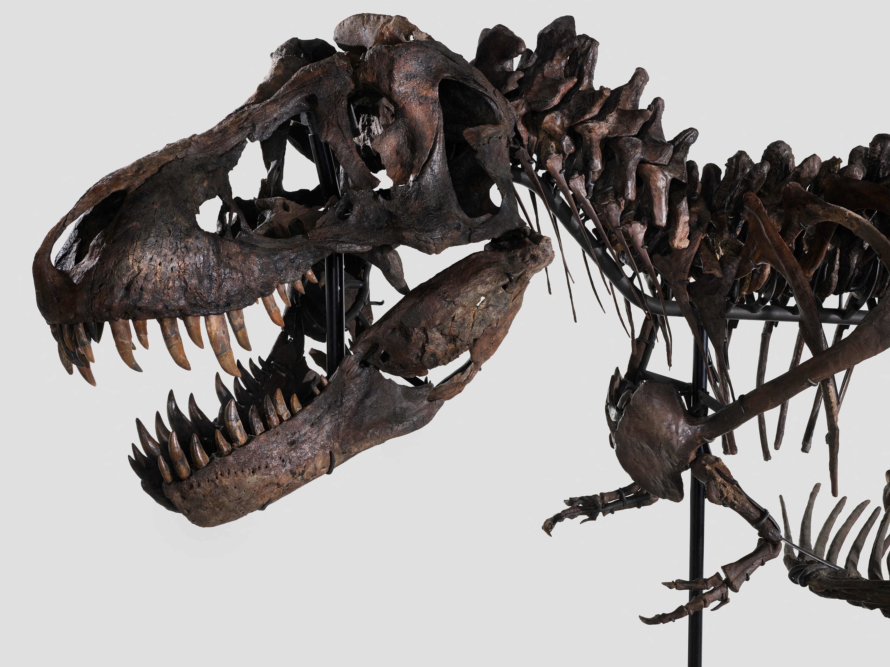 'Trinity', el esqueleto de tiranosaurio rex que ser subastado.