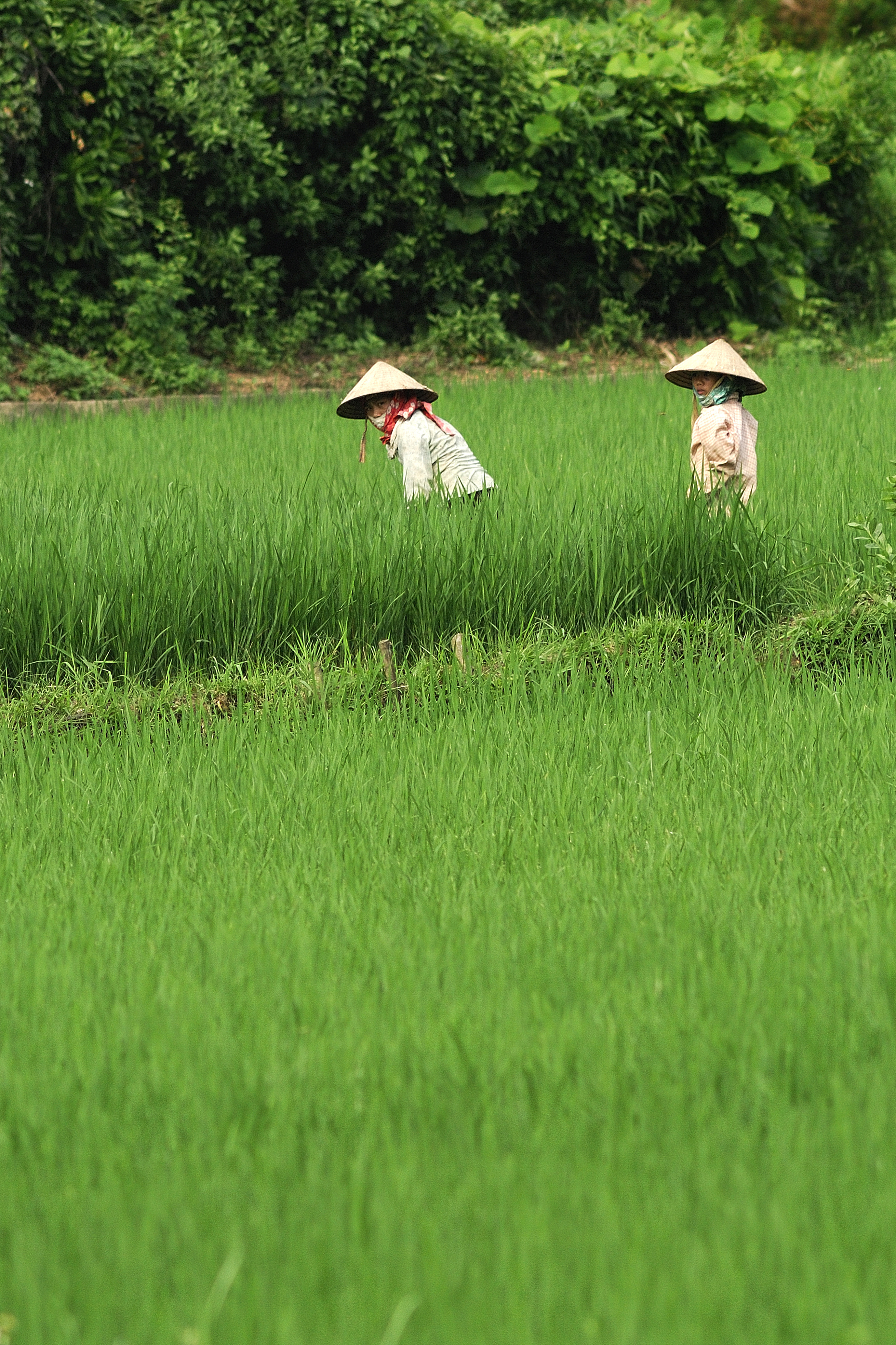 Foto de archivo de un arrozal.