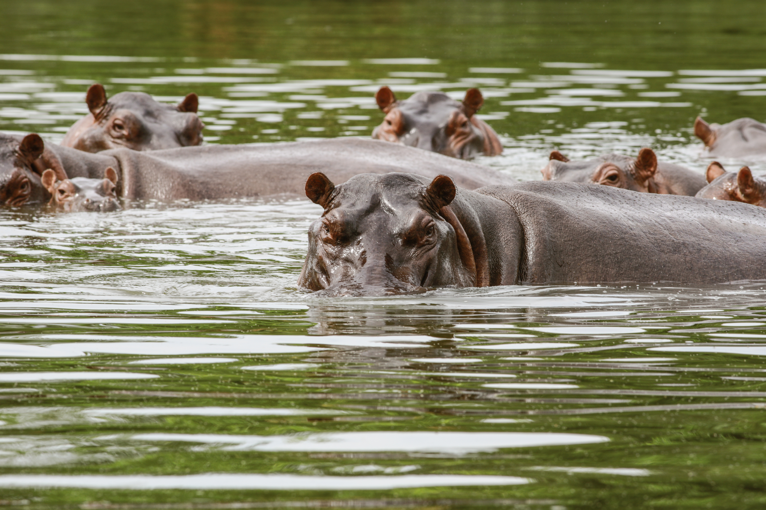 La lucha para librarse de los 150 hipopótamos de Pablo Escobar, los últimos herederos del narco