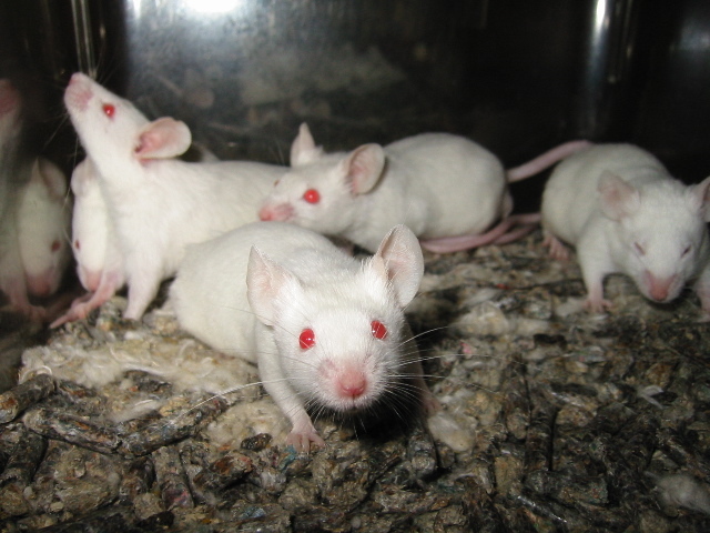 Ratones albinos utilizados en investigacion.